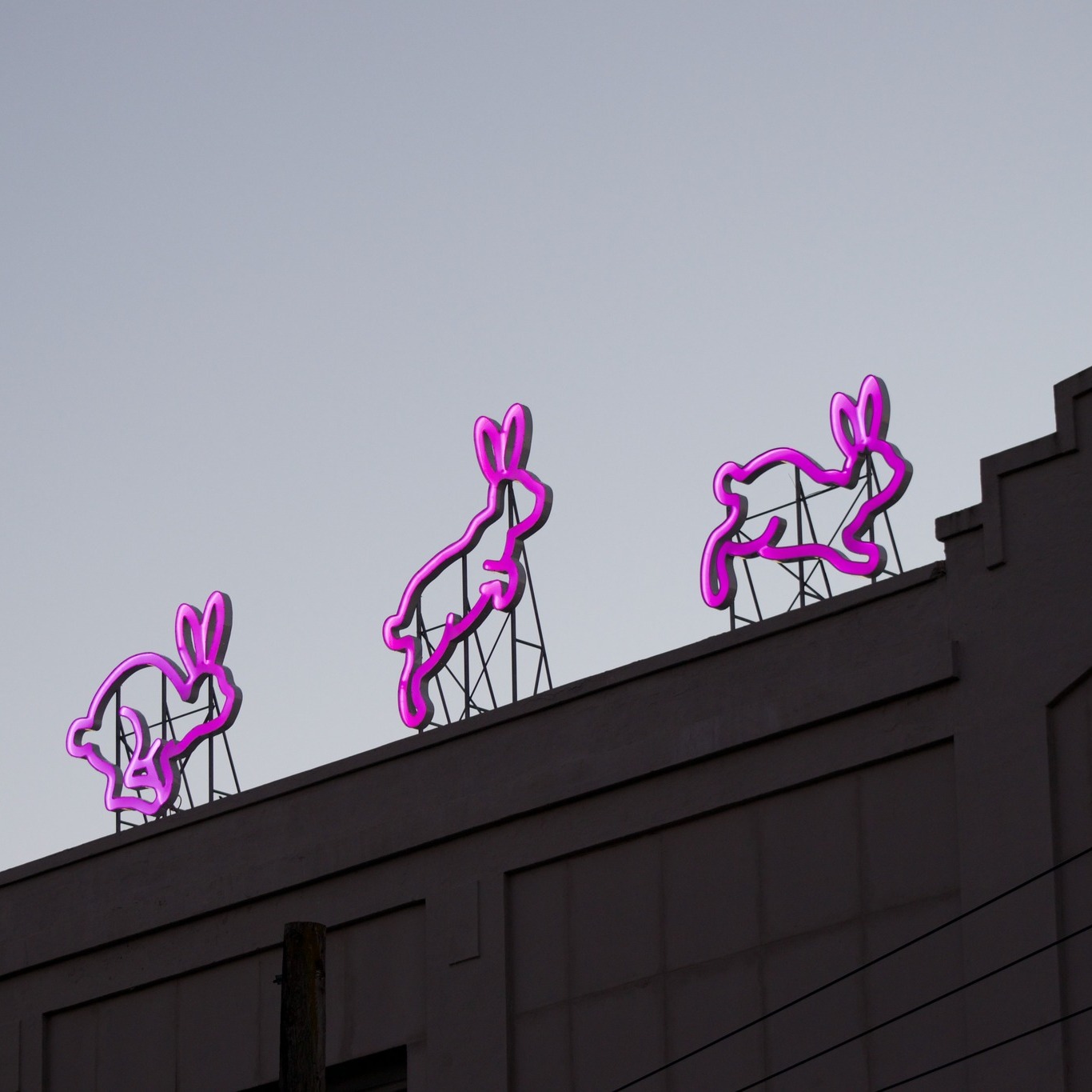 Chances are you've admired the three large LED rabbits on our rooftop. 💗
For #ThrowbackThursday, here's a look back to September 2020 when Exhibit Design and Fabrication Lead Leigh was building them! For a few years they glowed in our second story windows before finally being installed on the roof a lit as part of capital campaign in 2023.
#TBT