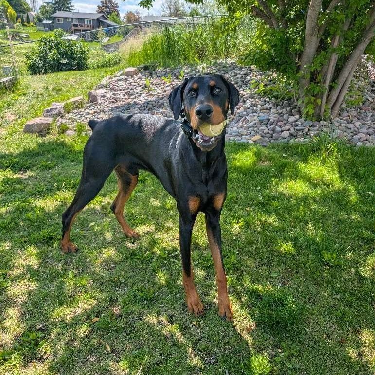 Did someone say ball? A giant ball of energy and the biggest heart you could ask for. Wyatt loves to go for his walks and will give any excuse to go get his ball. He is highly intelligent and will show off his skills whenever the time calls.
Need some help exercising your dog🐶, or do you have a pet that needs to be checked in on, let outside, or fed? Give us a call, email or message to schedule a
meet and greet today!🐠🐰🐱
.
.
.
#optoutside #HappyPets #chickens #newadventure #canine #missoula #dogsofinstaworld #montana #dogsofmissoula #dogwalker #allaroundadventures #PetSitting #PetCare #AllAroundAdventures #petsitting