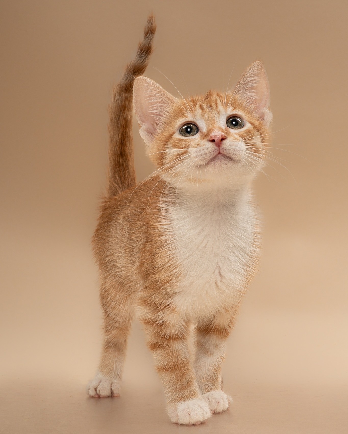 ๐๐๐๐ญ ๐๐ฆ๐๐ง๐จ, our @cbsnewstexas Pet of the Week!
This tiny, ๐ญ๐ฐ๐จ-๐ฆ๐จ๐ง๐ญ๐ก-๐จ๐ฅ๐ ๐ฆ๐๐ฅ๐ ๐ค๐ข๐ญ๐ญ๐๐ง is a breathtaking ginger and white tabby with an adorable gaze that shows he is always marveling at the world around him. Just one look at this sweet boy reveals his stylish orange striped coat, his bright white chest, and his four little white socks. He is full of vibrant energy and endless curiosity. Life is one big playground for him, and he is always ready for a new quest.
Amano is looking for a loving forever family to provide him with plenty of toys, safe spaces to explore, and endless love. If you are looking for a friendly and adventurous companion, come visit Amano at our @petsmart ๐๐๐ค๐ ๐๐จ๐ซ๐ญ๐ก ๐๐๐จ๐ฉ๐ญ๐ข๐จ๐ง ๐๐ฏ๐๐ง๐ญ ๐ญ๐จ๐๐๐ฒ!
Learn more on our website.
#cbsnews #petoftheweek #petsmartcharities #lakeworth @petsmartcharities