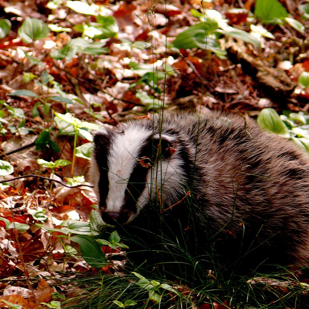 Badgers don’t hibernate, but as autumn gives way to winter they do start to slow things down.
They spend more time underground in their setts, particularly during cold or wet weather, and may stay below ground for several days at a time.
Before winter really sets in, they’ll feed as much as they can to build up their fat reserves. Earthworms make up a big part of their diet, but they’ll also eat fruit, nuts and other seasonal foods when they can find them.
Their setts provide shelter from the worst of the weather, with underground chambers that stay much more stable in temperature than the world above.
On milder nights, though, badgers will still head out to forage.
So while they’re not sleeping the whole winter away, they definitely know when it’s a good night to stay in. 🍂🦡