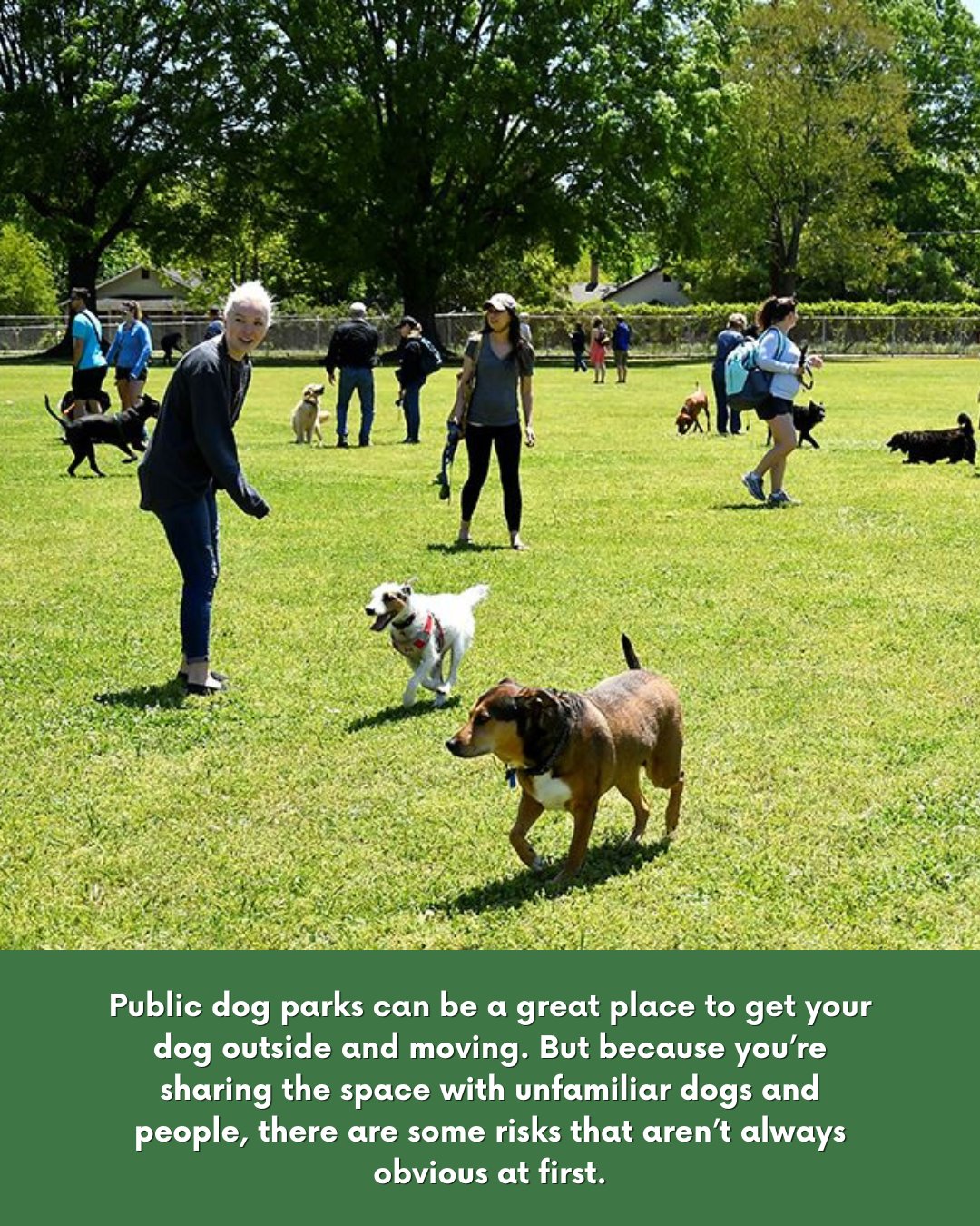 Dog parks can be a great way to get outside, exercise and explore — but a shared space also means sharing it with dogs and people you don’t know.
From different play styles and resource guarding to open gates and unknown health histories, there are variables you simply can’t control in a public park.
That’s where the CCPP Standard makes a difference.
At Country Canines Play Park, your booking gives you the space to yourself. Bring your own dog, invite dogs and people you know and trust, or simply enjoy some peaceful one-on-one time together.
The CCPP Standard 🐾
🔒 Control — Secure, double-gated spaces so you can relax while your dog explores.
🌿 Comfort — Water, shade, shelter and seating to make visits enjoyable for dogs and their people.
💛 Privacy — One family at a time, giving you control over who your dog shares the space with.
🐕 Play — Plenty of room to run, sniff, explore and enjoy enrichment at their own pace.
Give your dog the freedom to explore without the unpredictability of a crowded public park.
Book your private park visit at Country Canines Play Park here:
https://www.countrycaninesplaypark.com/our-parks
#CountryCaninesPlayPark #PrivateDogPark #DogSafety #DogEnrichment #OntarioDogs #DogParents