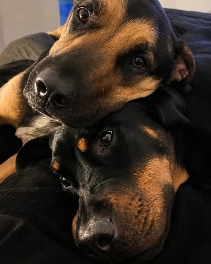 Remember Murphy from a few months ago? Walking chaos, catastrophe and craziness?
Well, that big boy met his match. And his perfect family.
Because he and his new sister Ginger are inseparable. Just look at how happy they are
together ๐ฅน
Rescue work has its highs and lows, but seeing a wonderful dog like Murphy safe and settled into a loving home?
That's the highest of highs for us โค