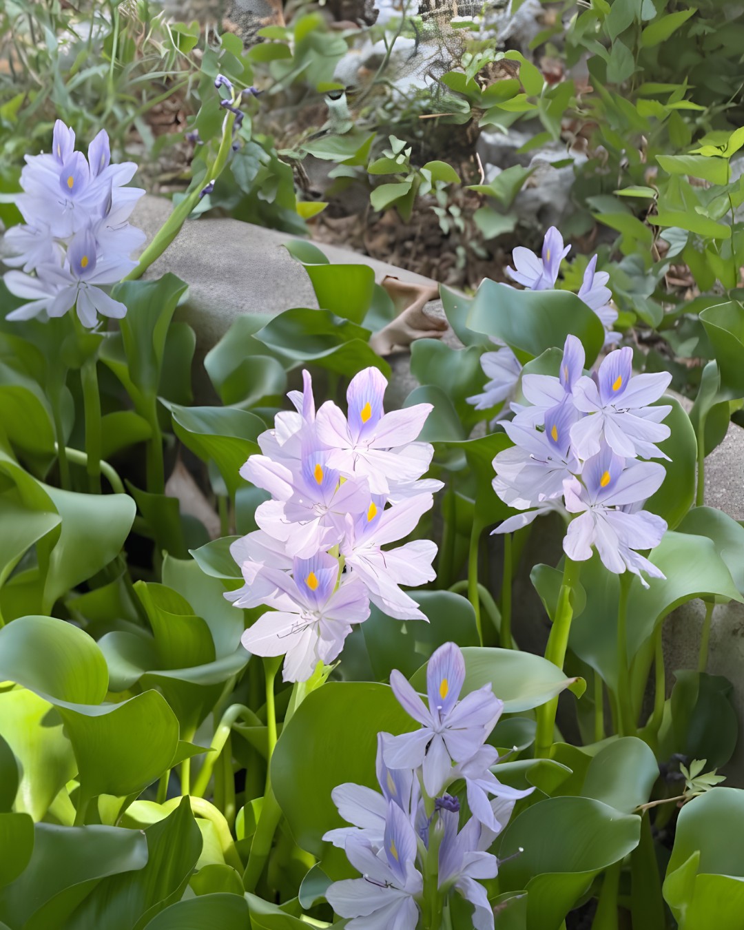 The water hyacinths are blooming and honestly they're carrying us this week. 💜
Thanks to our staffer Tory, who has the best eye around here.
More importantly, we need docents! If you'd enjoy sharing Flower Hill's history with visitors, email info@flowerhillcenter.org (don't worry, the AC is holding steady 😉).
We hope to see you soon!
#docent #historicaustin