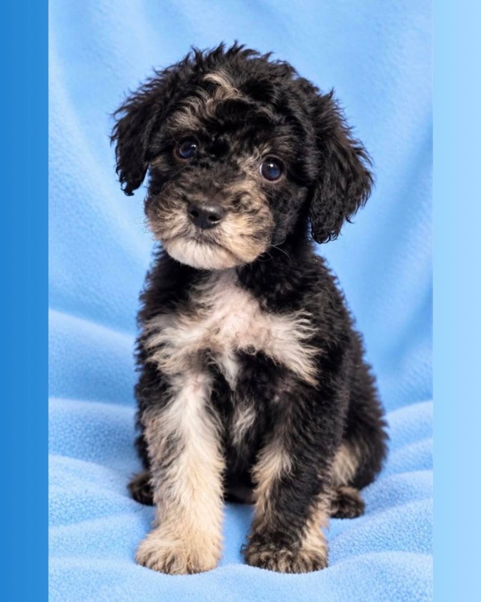 This little guy is still looking to spread his roots! 🐾
Sprout is sweet, cuddly, and just the right amount of silly. 😂 He’s been growing, learning, and soaking up plenty of love—and now he’s hoping to find the perfect place to put down his little paws.
Because every good Sprout needs somewhere special to grow. 🌱❤️
Justinesretrieversanddoodles.com
#goldendoodlesofboston #goldendoodlesofconnecticut #goldendoodlesnewyork #goldendoodlesofinstagram #goldendoodlepuppies