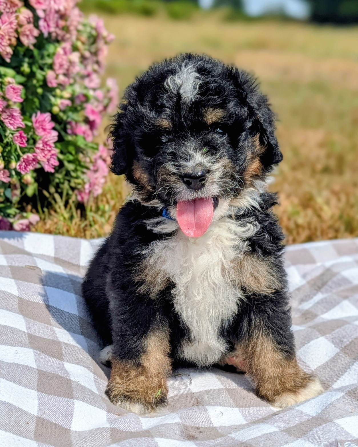 Only 1 sweet boy left and waiting to be claimed! Josh is affectionate and snuggly, yet loves to explore new things and places. He loves people and is confident, medium energy and so smart! He is an F1 mini that is on the smaller side and estimated to only be 35-45lbs. Can go home this week!
#bernedoodles #bernedoodlesofinsta #doodles #minibernedoodles