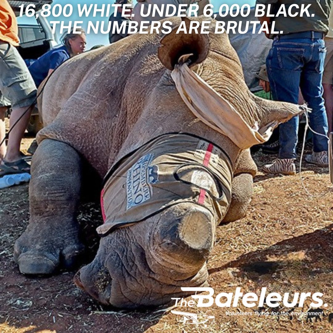 Four days until World Rhino Day. Let's look at the numbers.
🦏 White rhino: ~16,800 remaining worldwide
🦏 Black rhino: under 6,000 remaining
🦏 Poaching rate: 1 rhino every 10 hours in Africa
🦏 South Africa holds: 80% of the world's remaining rhinos
🦏 Bateleurs aerial anti-poaching missions: ongoing
South Africa carries the weight of global rhino conservation. The Bateleurs help carry it from the air.
Donate before Rhino Day. Every rand funds a patrol flight.
🔗 bateleurs.org | 📧 steve@bateleurs.org
#RhinoDay #WorldRhinoDay #Rhino #SaveTheRhino #AntiPoaching #TheBateleurs #ProjectRhino #SouthAfrica #Conservation