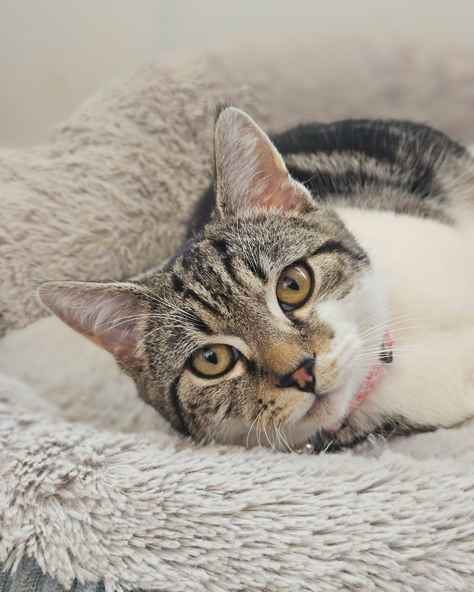 Why not start your weekend off with kitten cuddles? ๐คทโโ๏ธ
Tomorrow we're heading to @peto.official Virginia with a line-up of heart-breaking kittens, all ready to find a home of their own.
๐ PetO Virginia
๐
10:00AM - 2:00PM
Among the faces you'll fall for: Jake, gentle and sweet as sugar. Trinity, with a big voice and even bigger love of playtime. Jeremy, ready for adventure and eager to explore all he can.
They are, also, just achingly pretty. Come see for yourself.
Most of these sweethearts have watched others find their forever homes. Now it's their chance to make a match.
Come sit with them a while. We think you'll leave with your heart a little fuller - any maybe find your new best friend ๐งก