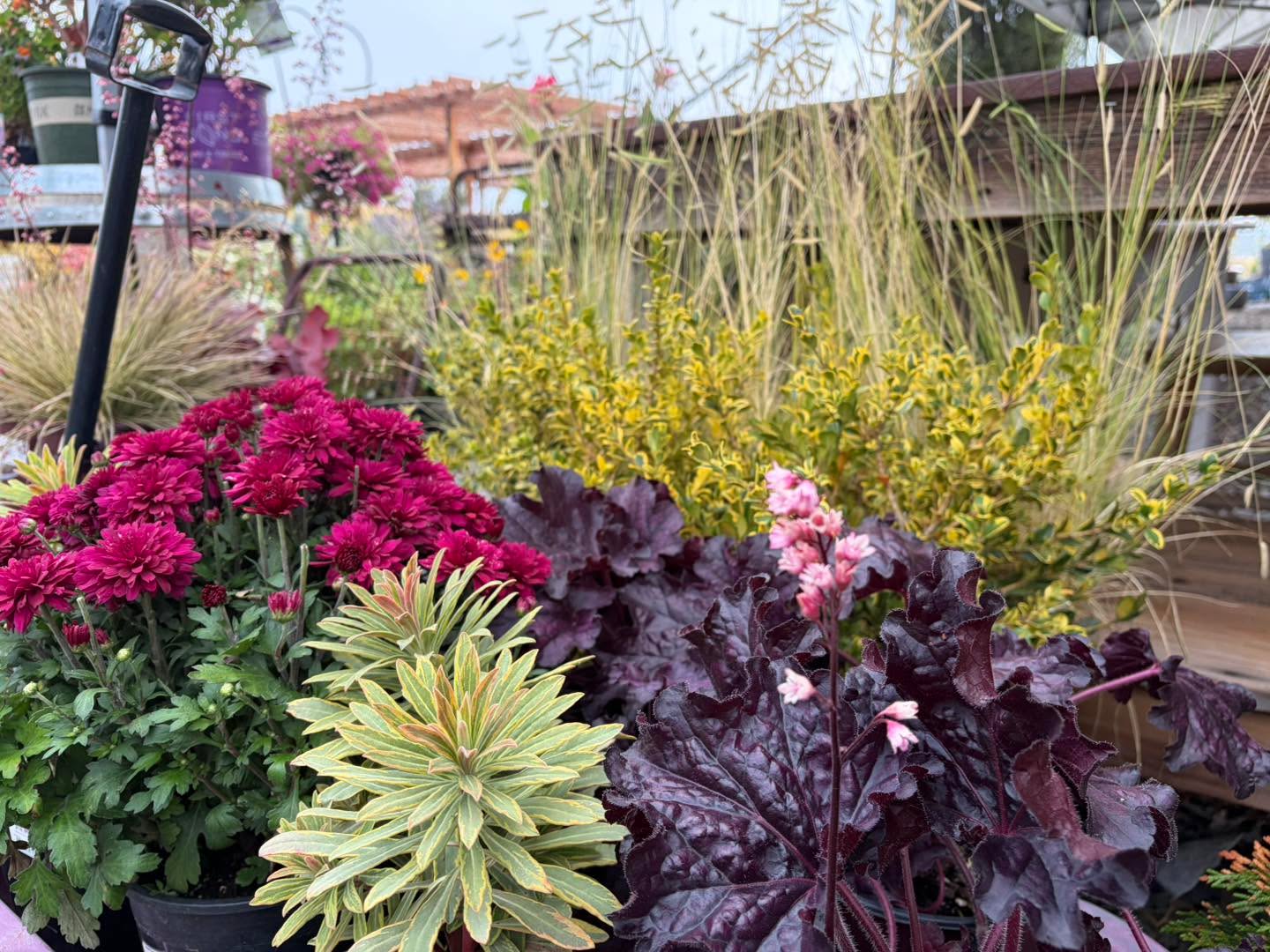Some vibrant fall color for your feed this evening ๐๐