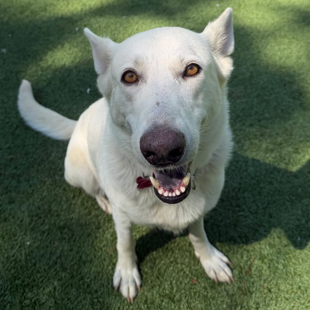 ( IN FOSTER TO ADOPT) Meet Dust Bunny!
Don’t let her name fool you—this beautiful white German Shepherd is anything but dusty! At around 2 years old, Dust Bunny is a sweet and loving girl who absolutely adores people.
With her gorgeous white coat and gentle personality, she’s sure to steal your heart. Dust Bunny loves to hang out in the play yard and romp around with toys and enjoys all the yummy treats!
If you’re looking for a beautiful, loyal, and loving companion, Dust Bunny might just be your perfect match! Come meet this sweet girl from Tuesday-Sunday from 12pm-5pm! ☁️🐾
#fscpa #fluvannaspca #adoptdontshop #germanshepherd #adoption