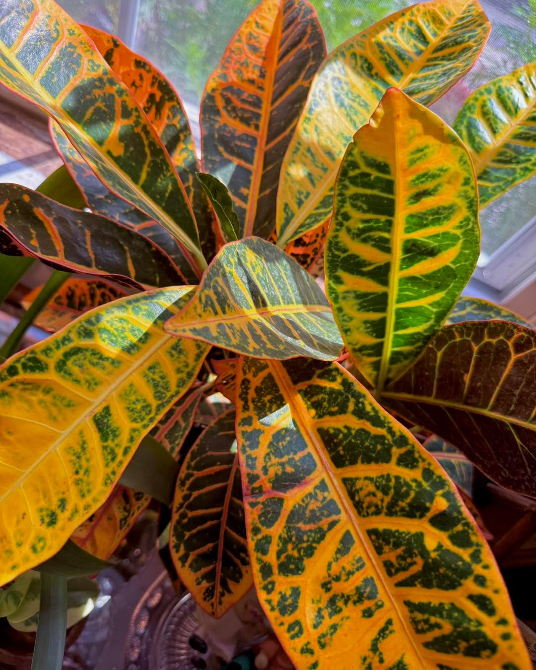Bring Autumn colors inside with these beautiful Crotons 😍🍁
These light-lovers are happy in a bright, sunny spot where they can show off their brilliant hues 🧡💛💚❤️
Come snag one today, we can’t wait to see you!