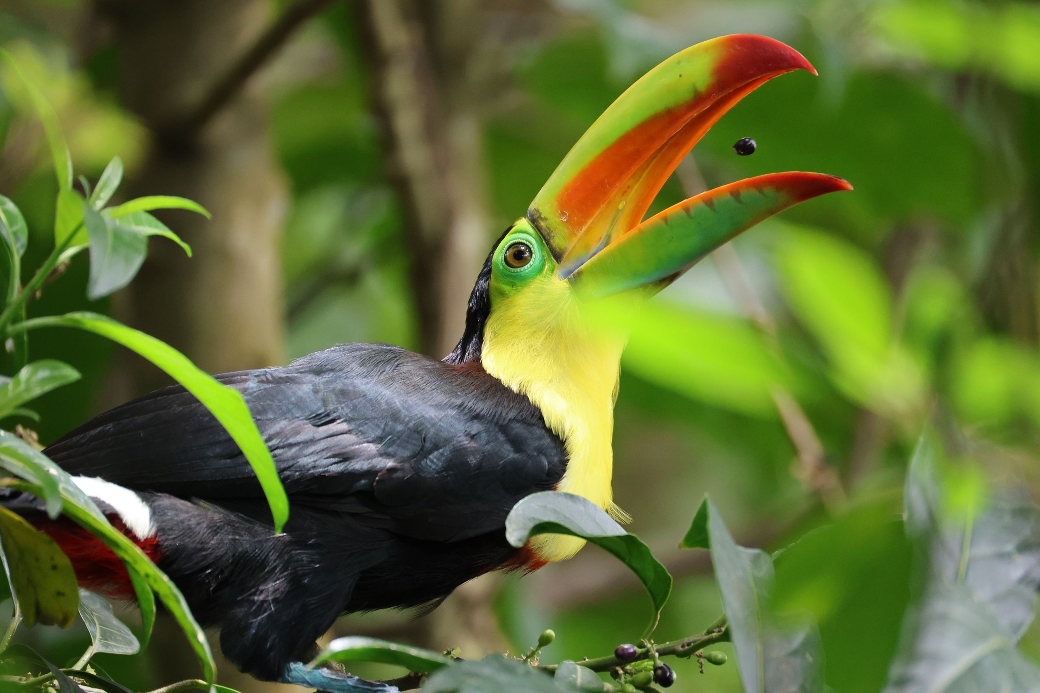 Spotted this keel billed toucan during our tour yesterday, mid air toss of a berry right before it went down the hatch.
These guys use that big colorful bill to reach fruit other birds cant get to, and it also helps them cool off since it releases body heat. Sharing this one because moments like this are exactly what I want you to feel even from far away, like you are standing right there in the jungle with us.
This is why every day out here feels different, you never know whats going to show up.
Cannon 200-800mm F6.3-9
#CostaRica #Guanacaste #VisitCostaRica #CostaRicaWildlife
