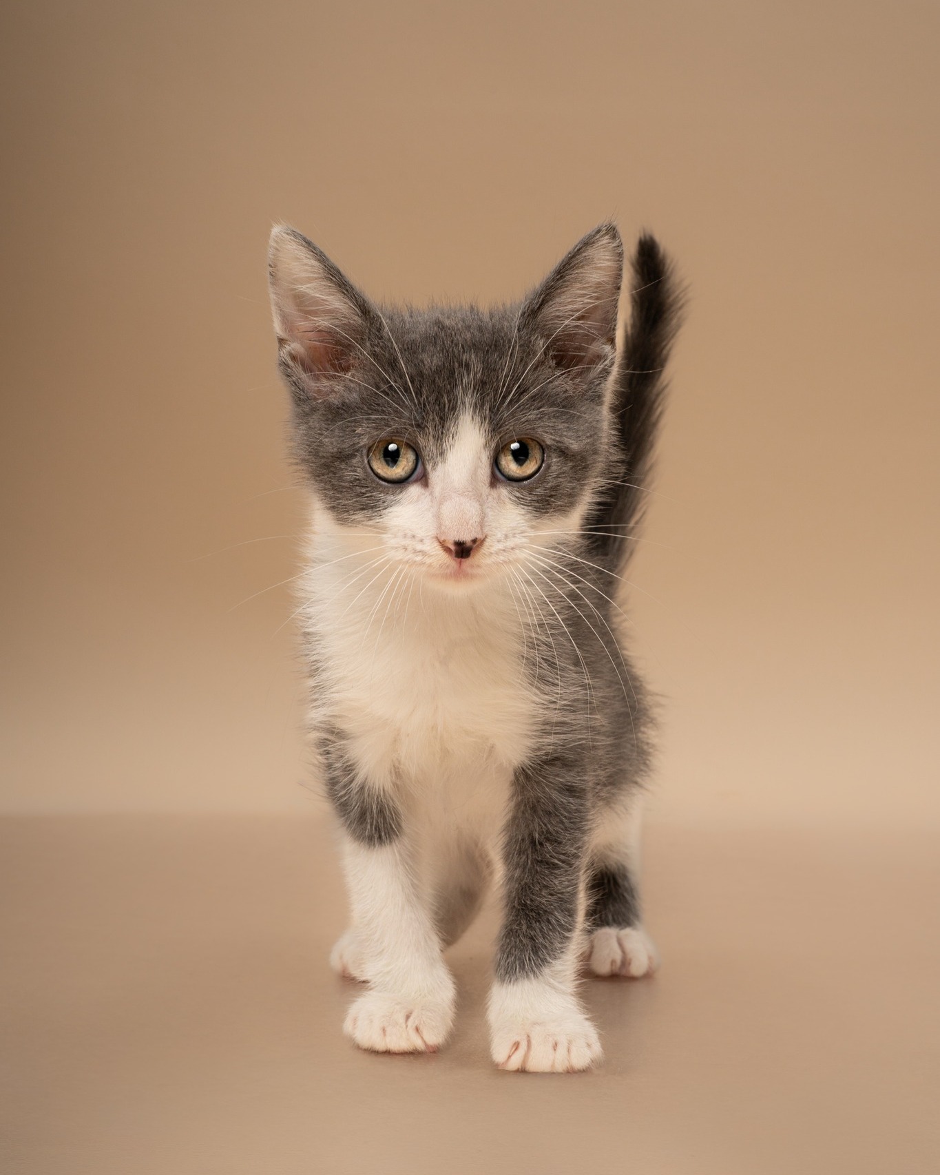 Going to @petsmart for cat food and leaving with an actual cat? Thatโs between you and your bank account.
Weโll be at ๐๐๐ญ๐๐ฆ๐๐ซ๐ญ ๐๐จ๐ง๐ญ๐ ๐จ๐ฆ๐๐ซ๐ฒ ๐๐ฅ๐๐ณ๐ ๐ญ๐จ๐ฆ๐จ๐ซ๐ซ๐จ๐ฐ ๐๐ซ๐จ๐ฆ ๐๐ ๐๐ ๐ญ๐จ ๐ ๐๐ with adoptable pets who have absolutely no problem convincing you thereโs room for one more.
Head to view our adoptable pets and start planning who youโre coming to meet.
#AdoptDontShop #FortWorthTX #DFWPets #PetAdoption #petsmartcharities @petsmartcharities