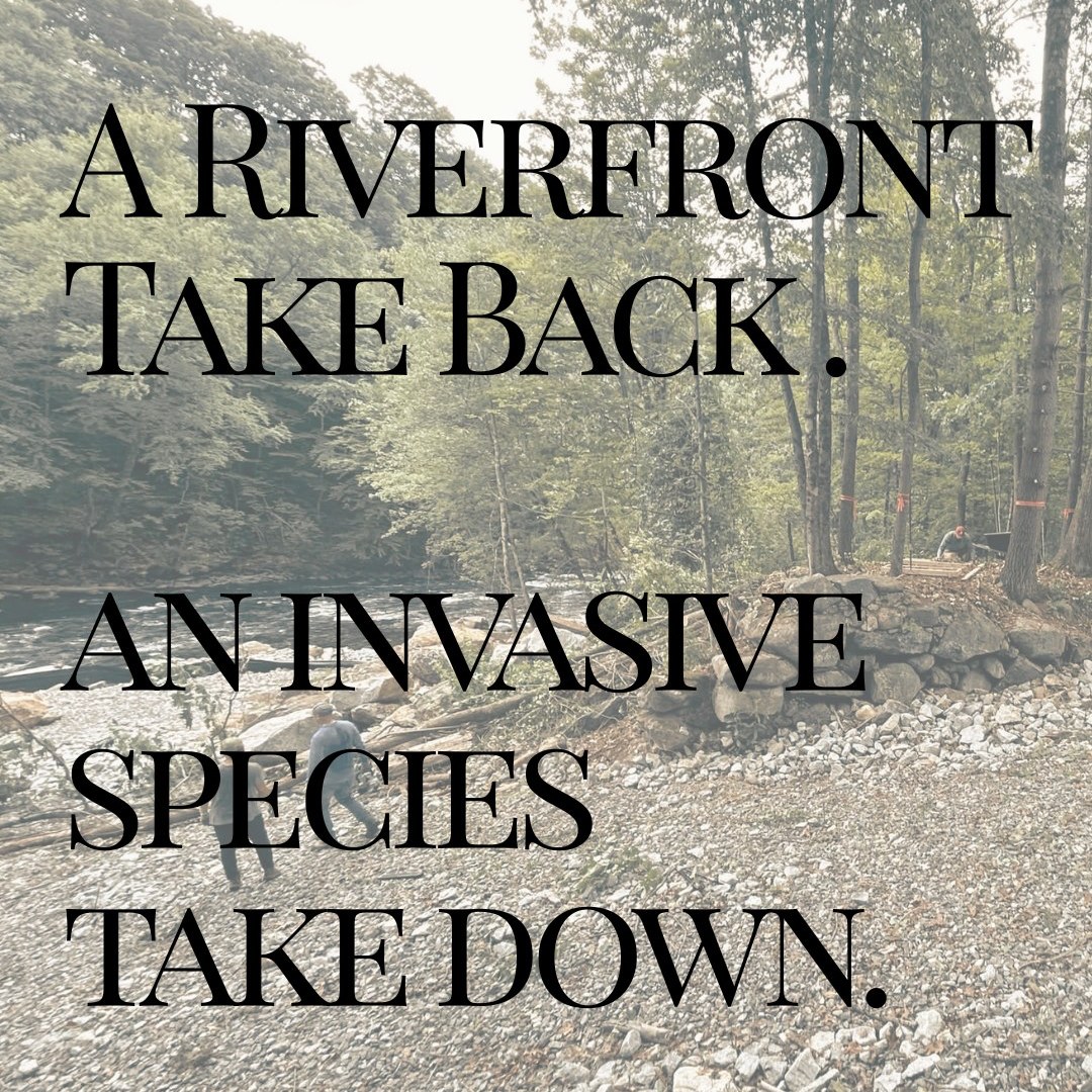 We’re taking back the riverfront and taking down invasive species at our next Mill City Park Work Day on Sunday, September 27th, from 10 AM–12 PM!
There’s always work to be done to care for and improve the park, and this is your chance to get out on the trails and make a hands-on impact. Together, we’ll be working to:
🌿 Clear brush and debris from the riverfront and trails
🌱 Take down invasive plant species
🥾 Develop and maintain our growing trail network
🛠️ Keep Mill City Park clean, safe, and accessible
No special experience is needed—just come ready to work and get a little dirty! Bring work gloves if you have them, and wear boots and protective clothing.
Whether you’ve volunteered with us before or this is your first time, we’d love to have you join the take back!