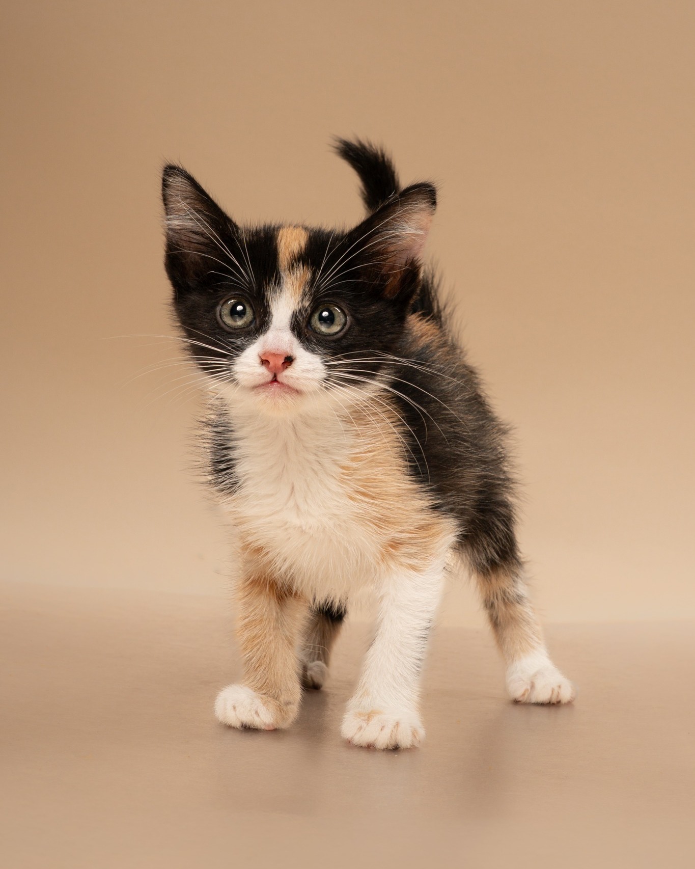 Two @petsmart locations. One very real possibility that you go in โjust to lookโ and come home with a new roommate.
๐๐จ๐ฆ๐จ๐ซ๐ซ๐จ๐ฐ ๐๐ซ๐จ๐ฆ ๐๐ ๐๐ ๐ญ๐จ ๐ ๐๐, HSNT will be at ๐๐๐ญ๐๐ฆ๐๐ซ๐ญ ๐๐จ๐ง๐ญ๐ ๐จ๐ฆ๐๐ซ๐ฒ ๐๐ฅ๐๐ณ๐ ๐๐๐ ๐๐๐ญ๐๐ฆ๐๐ซ๐ญ ๐๐๐ค๐ ๐๐จ๐ซ๐ญ๐ก with pets who are more than ready to make themselves comfortable in your home.
Consider this your sign to stop thinking about adopting and come meet the one who might make the decision very easy for you.
See whoโs waiting for you on our website.
#HSNT #AdoptDontShop #DFWAdoptions #FortWorthPets #petsmartcharities @petsmartcharities