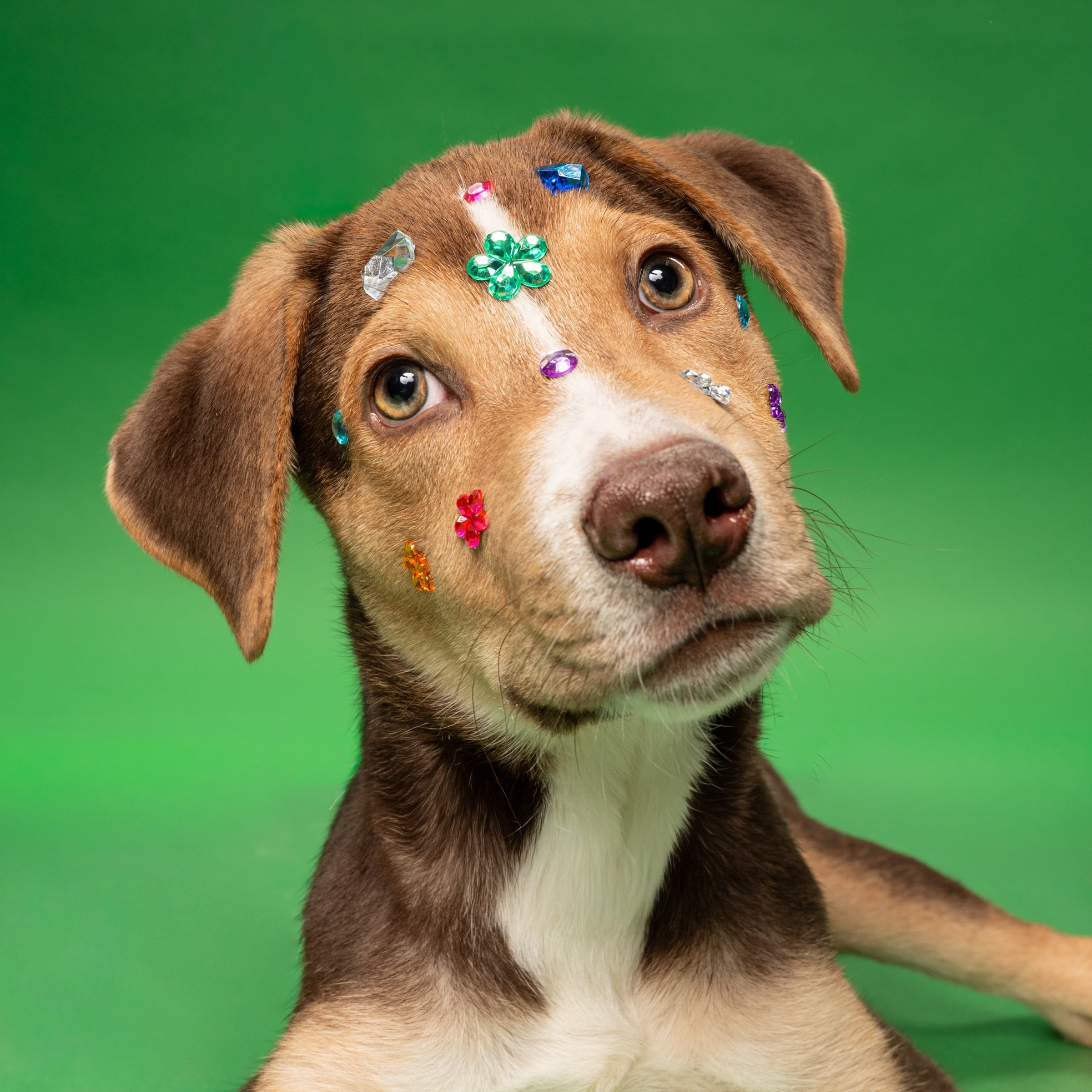 Gem-maxxing is back tomorrow ๐
HSNT will be at @petco ๐๐ซ๐๐ฌ๐ข๐๐ข๐จ ๐๐ซ๐จ๐ฆ ๐๐ ๐.๐ฆ. ๐ญ๐จ ๐ ๐ฉ.๐ฆ. with a fresh batch of gems who are ready to be discovered.
Come find your new best friend, because honestlyโฆ whatโs the point of gem maxing if youโre not taking one home? ๐
See all the adoptable pets joining us tomorrow on our website!
#HSNT #AdoptDontShop #PetcoLovePartner #FortWorthPets @petcolove