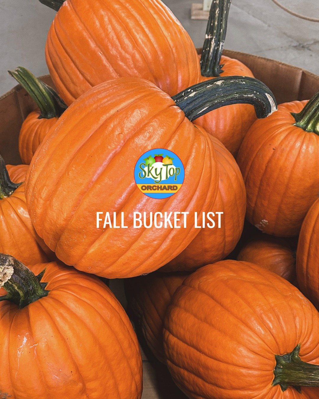 Consider this your sign to make a little extra room on your fall bucket list for Sky Top! 🍎🍂
From riding the Bee Train to getting the perfect fall photo, there's a little something for everyone to enjoy.
How many can you check off this season? Tag your orchard buddy and start planning your visit! ❤️
We're open daily from 9 AM–6 PM. See you at the orchard!
