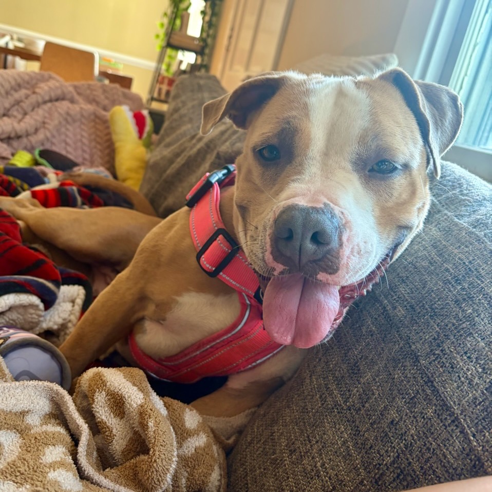 Meet Daisy! 🌼
Daisy is a very sweet 2-year-old Bulldog/Pitbull mix who is ready to find her very own best friend! She is incredibly loving and people-oriented, and once she gets to know you, she’ll happily be right by your side.
She loves taking her time on a nice walk to sniff all the exciting smells along the way! Her foster reported that when she is not out exploring, Daisy is happiest curled up on the couch enjoying a cozy nap—snoring included! She also loves carrying her favorite toys around and showing off her special talent for removing all the stuffing.
Daisy may need a little patience while she continues working on her manners. She’s an enthusiastic girl who loves giving face kisses and saying hello with a jump, so she’s learning that a little personal space can be a good thing! She adjusted quickly to a new routine and was settled into her house-training routine within a day!
If you’re looking for a loving, goofy, snuggly companion who will keep you smiling, Daisy could be your girl! Come by and meet her Tuesday-Sunday from 12-5pm! 🐾
#fspca #adoptdontshop #fluvannaspca #dogsofinstagram #adorable