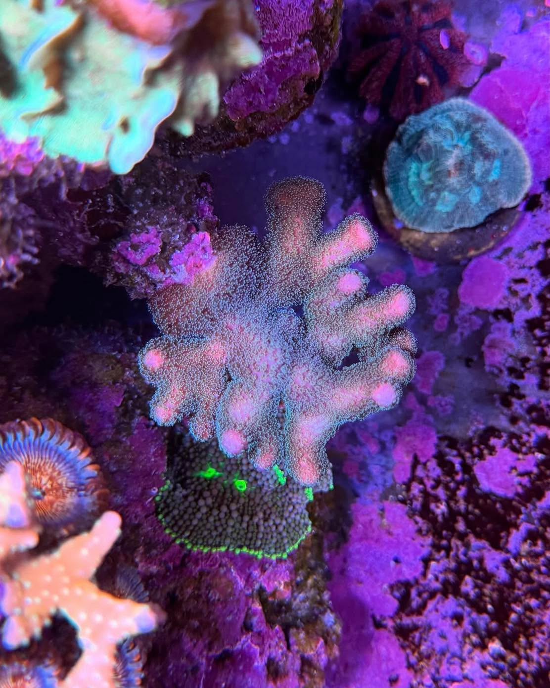 #tropicmarintanks
Amazing shot from @yoorreef 💜
Do you also have such great corals in your tank? Tag your post with #tropicmarintanks.
#tropicmarintanks #tropicmarin #tropic_marin #eatsleepreef #allmymoneygoestocoral #reefporn
#coralporn #reefaholics #aquarium #saltwateraquarium #nanoreef #reeftanks #euroreefers #reef2reef #reefers4reefers #vitaminsea #seafari
@tropicmarinusa @tropic_marin_br @tropic_marinarg @tropicmarinperu @aquarium_planet_er @scireef @aqua.united.gmbh