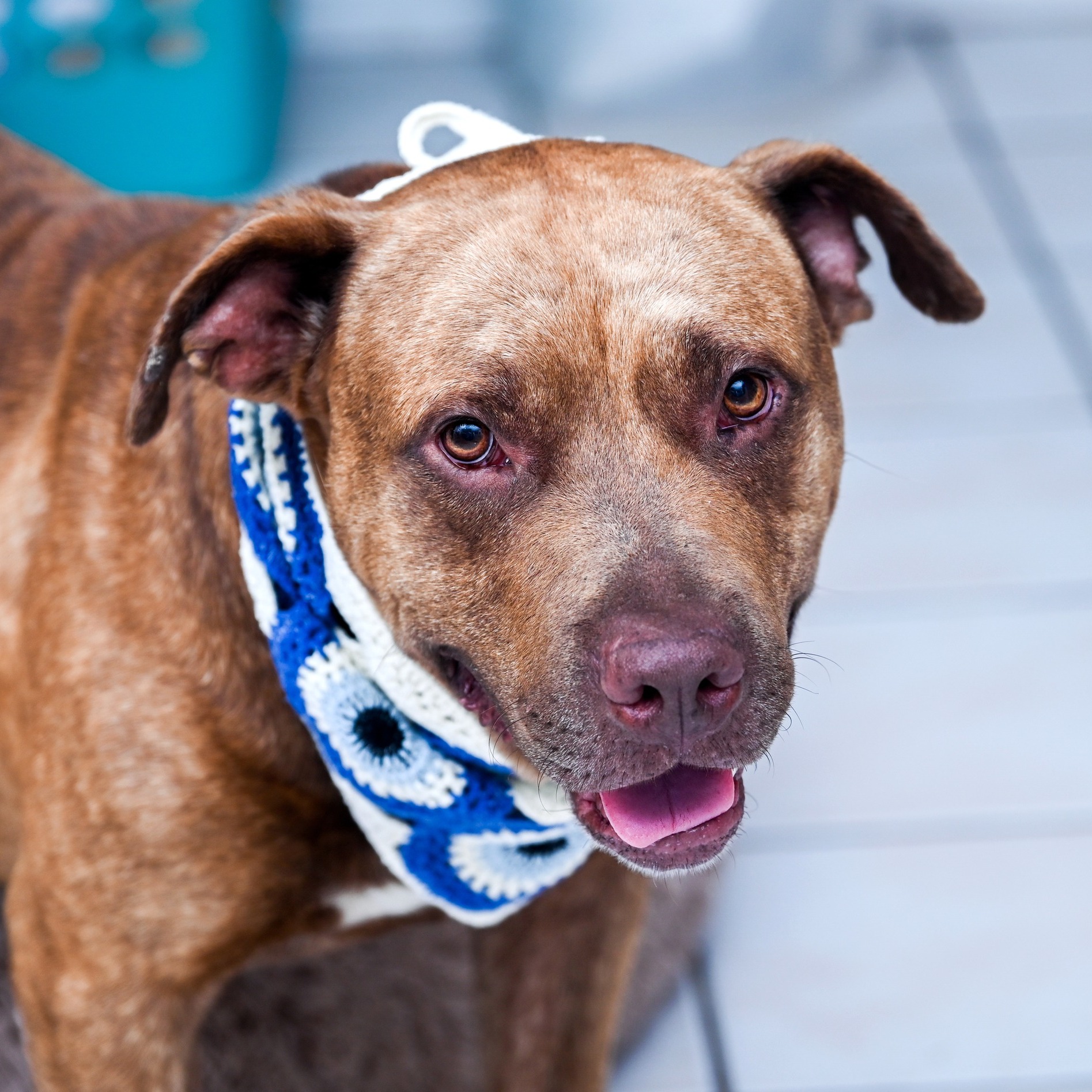 Cupid is the newest canine with us and we have all fallen in love! He is a 3 year old Lab/Staffie mix (we're guessing) that weighs about 70 pounds.
He was originally taken in by @murraycountyanimalshelter after a welfare check found him to have a badly embedded collar. It was metal and twisted to tightly it was affecting his breathing and he had to be rushed to a hardward store to remove it with bolt cutters.
❌CONTENT WARNING: last picture shows his healing wound❌
His wounds were deep but they are healing well. He is SO sweet with everyone and will climb his big body into your lap or nuzzle his head into your neck. He is just so grateful for the attention he is getting and can't seem to get enough. He gets along great with dogs of all sizes and even cats. He got neutered yesterday and is ready to put his past behind him and move on to a happy future!
#dogsofinstagram #rescuedogsrock