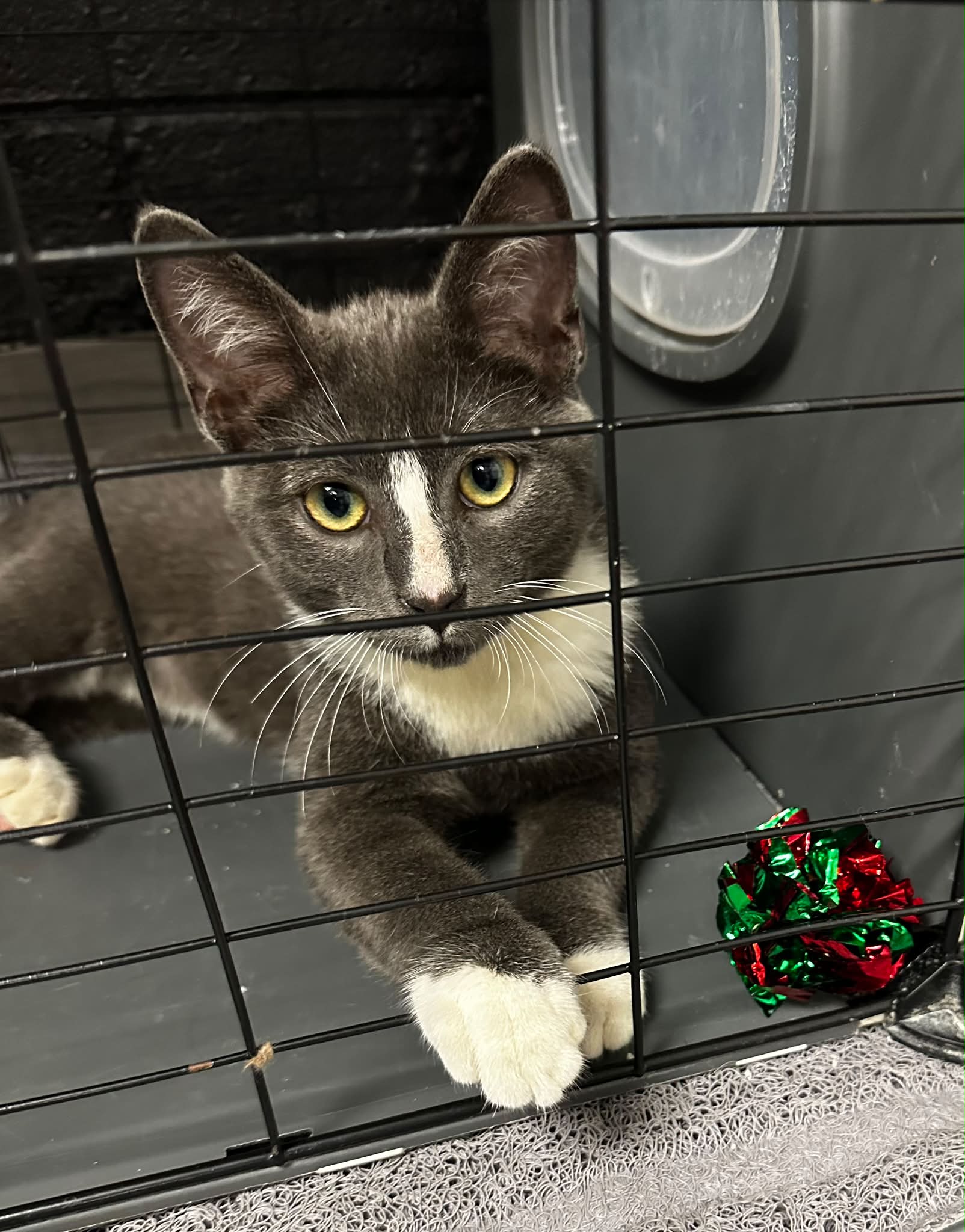 Ummm… excuse me, but LOOK HOW MUCH CRAIG HAS GROWN! 😂
We genuinely cannot believe we still have this guy. He’s grown into one seriously handsome, striking boy. Like… Craig, when did you get so fancy?!
Someone come adopt this gorgeous boy before he gets any better looking and starts demanding his own dressing room.