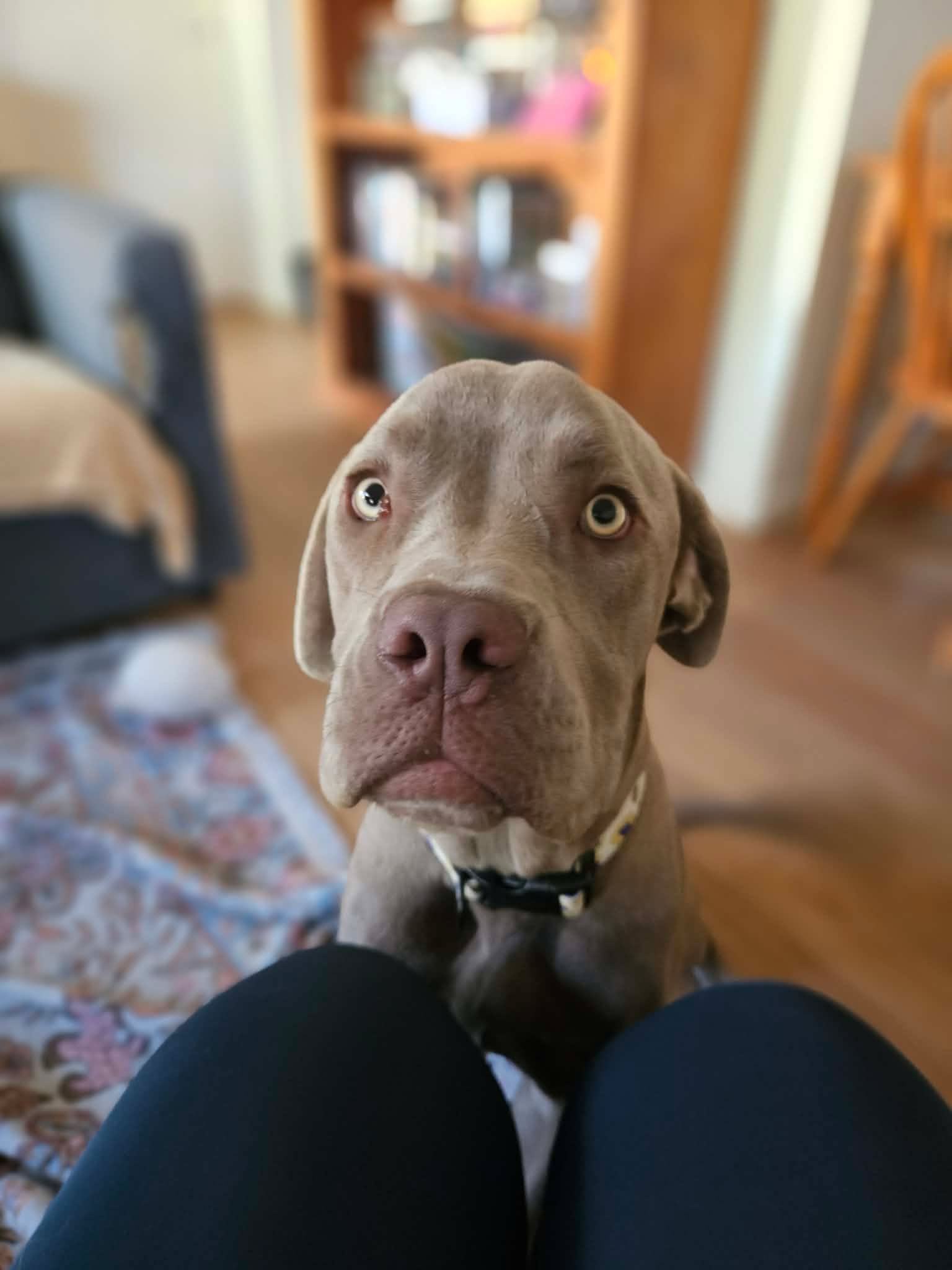 Give us your guesses ๐
This is Lila. She's our newest foster, a Neo Mastiff puppy.
She's just had her first vet check and weigh in. How heavy do you think she is?
While we don't know if she has other breeds mixed in, Neo Mastiffs can grow to 70kg ๐ฎ
So tell us, how much do you think she already weighs?
Please note: Lila won't be ready for her new home for at least a month, and will need someone very committed and experienced with dogs of her size. But if that sounds like you, we'd love to hear from you.
