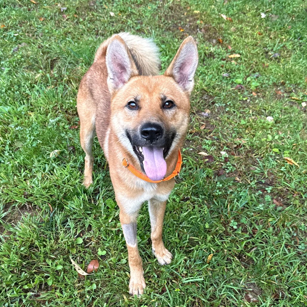 Meet Carl!
Handsome, smart, and sporting some seriously great ears! Carl is eager to please, loves an adventure, and is dog friendly. This sweet 3yr old, 40lb boy is ready to find his forever family and start exploring!
Meet Carl at PawSafe Animal Rescue, 348 Old Colony Rd, Eastford CT
Wed 4-6:30/Thurs 10:30-12:30/Sat & Sun 11-1