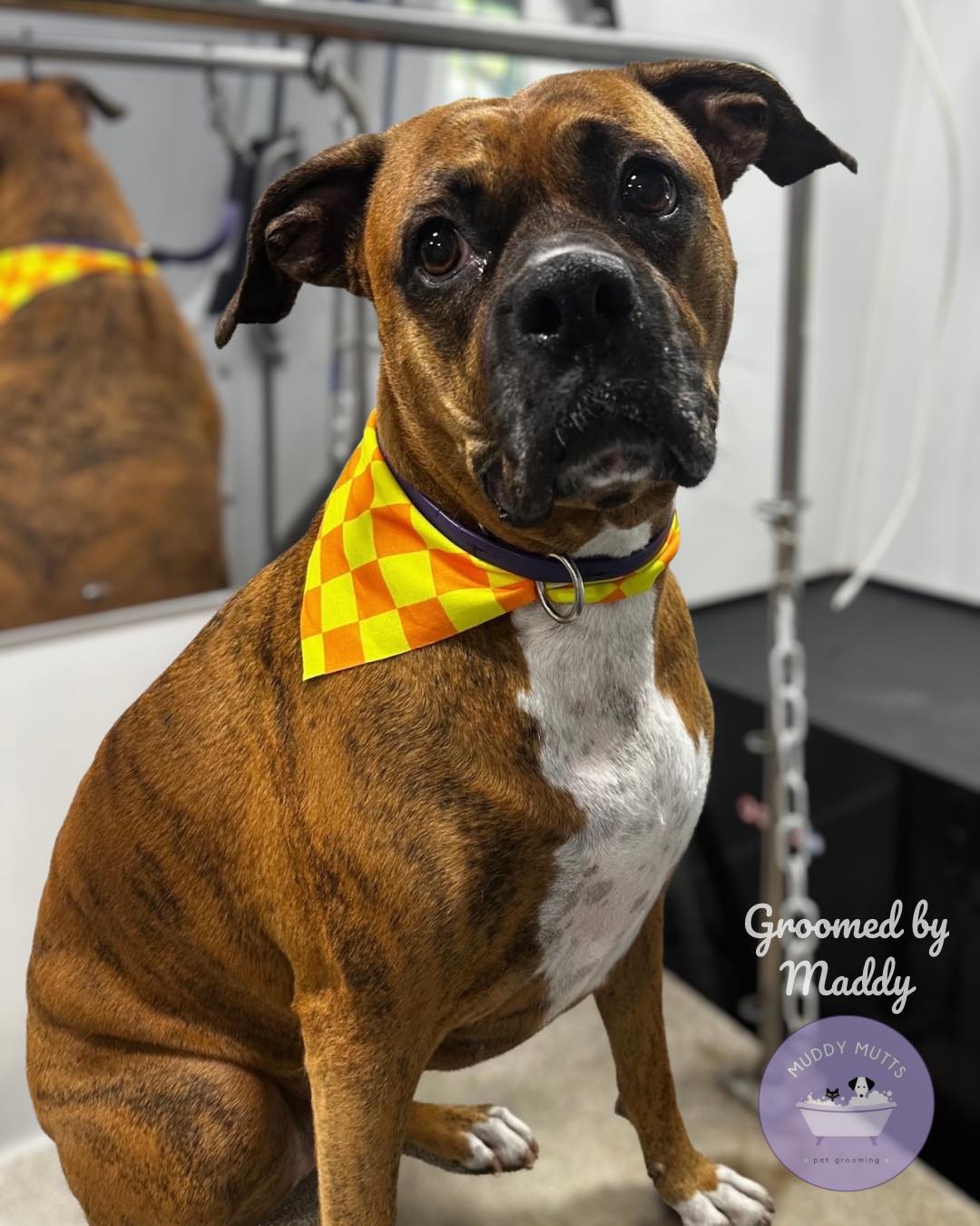 Welcome Rosie, Penny, and Wallie to mobile grooming ๐๐พ groomed by Maddy ๐โจ