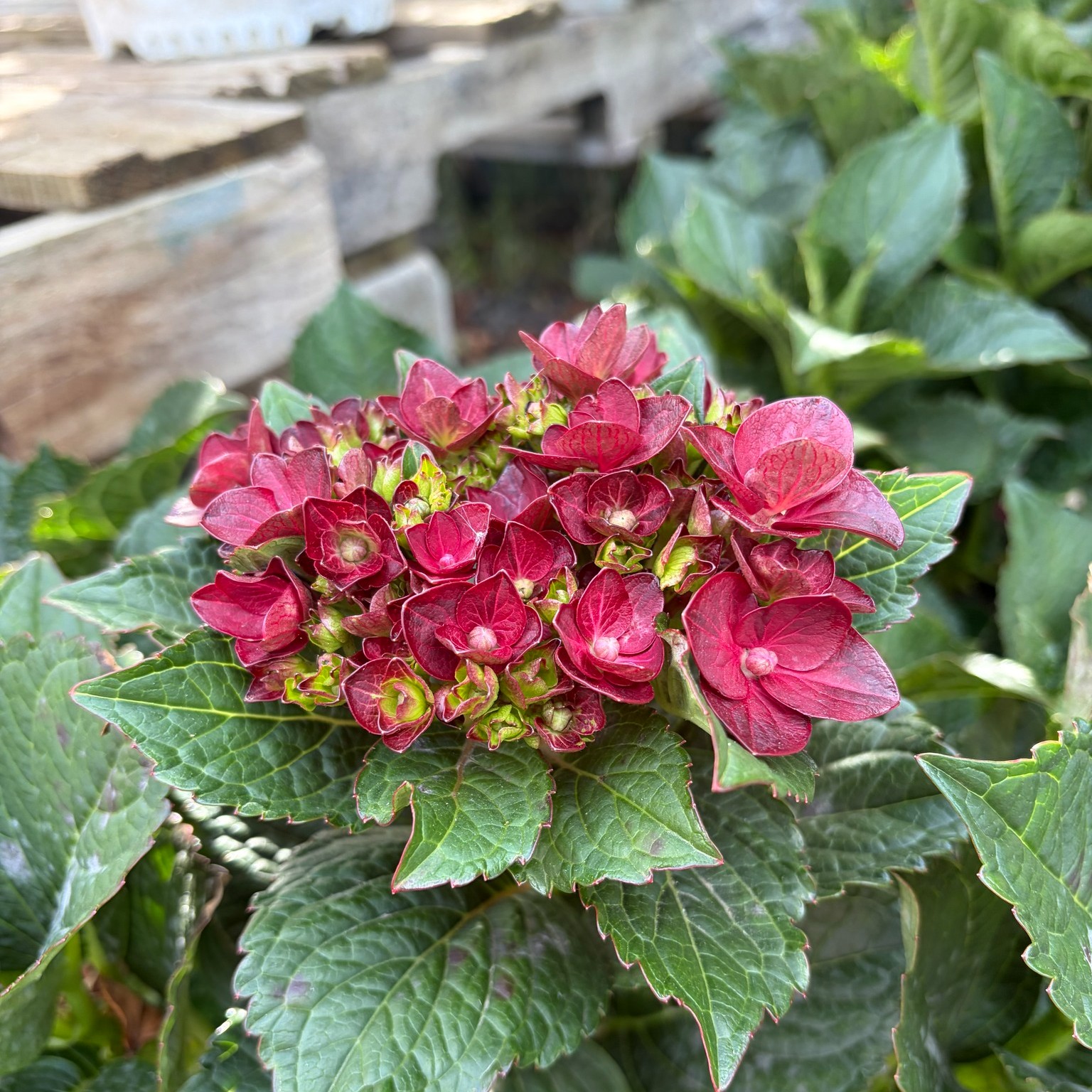 The Centennial Hydrangea showing off with deep red blooms that give a perfect fall vibe. โค๏ธ This beauty is Monroviaโs special 100 year release, and weโre thrilled they will be joining us at our Fall Celebration on October 3! ๐