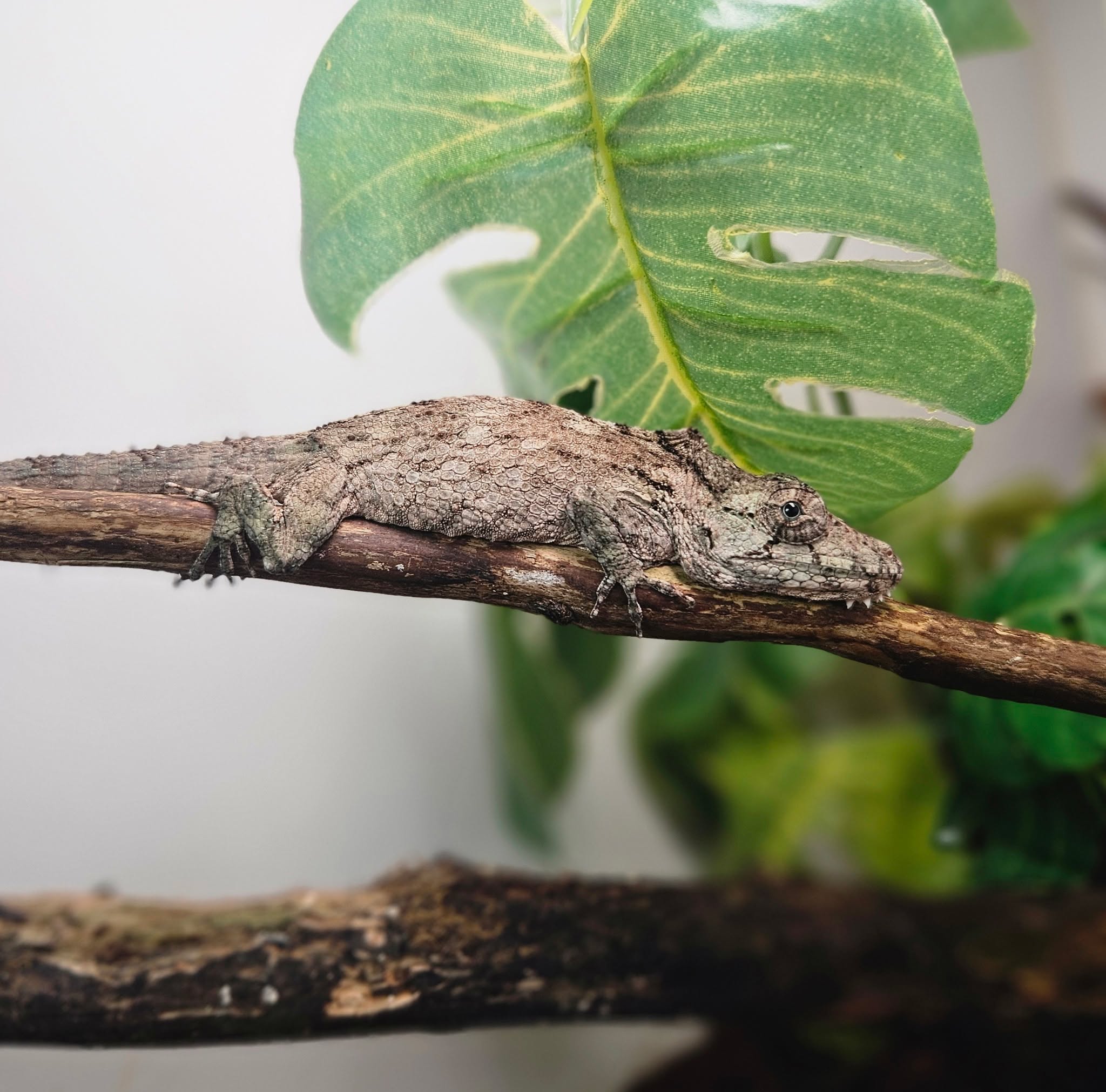 Availability list week of 9/21 now posted at dfwreptarium.com and in the dfw reptarium app
Cuban False Chameleon pictured
#dfwreptiles #dallastexas #dfwreptarium #dfwreptile #petshop