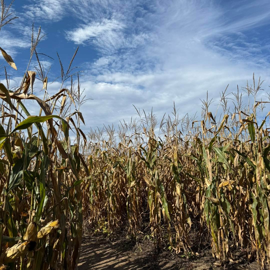 Oh fall…how we love you! The weather looks stunning all week and we’re so grateful! Come pick out a pumpkin, explore the maze, grab some food, meet the animals and shop the market!
🚜 We are open daily through Nov 1st!
Hours:
Monday-Thursday 9a-6:30p
Friday 9a-8p
Saturday 9a-10p
Sunday 11a-5p
🌽 The corn maze, petting zoo, play area, market and farm kitchen are all open daily
🎃 We hope to open our upick pumpkin patch on Saturday - stay tuned! Until then, we have a beautiful upick selection. Don’t forget to also grab corn stalks, straw bales + mums from us!
🪩 Glow night is every Saturday from now through 10/24