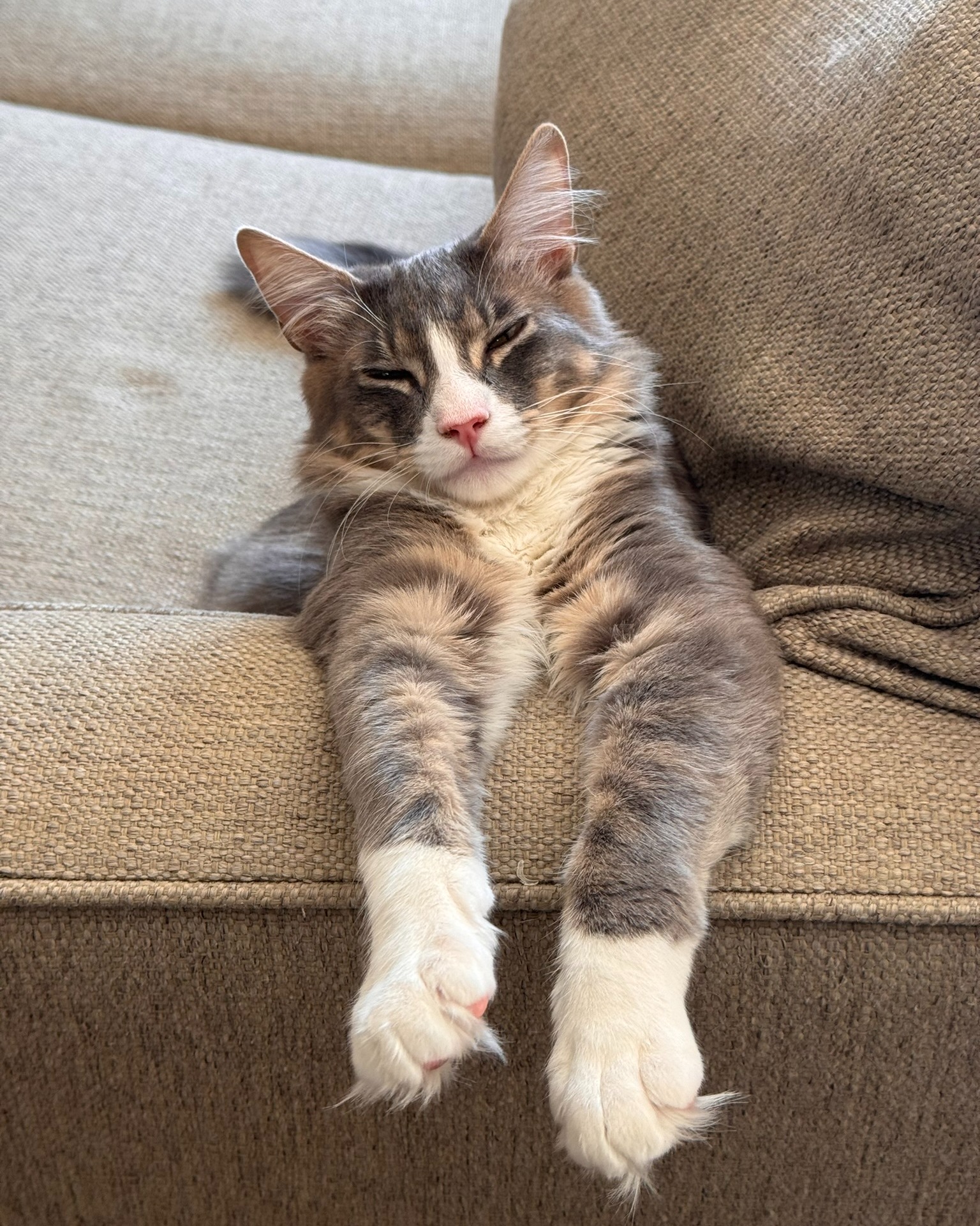 The automatic feeder sounded, but he only had enough energy to get this far. 🐈
Food may have to come to him today.
#CatLife #SleepyCat #CatHumor #CatsOfInstagram #AuthorLife