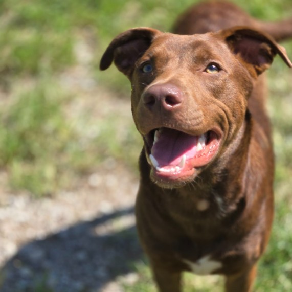 Meet Simba! This happy 8 month old boy loves people, toys, and playing with everyone he meets! He’s doing great with leash training and loves splashing in the pool or relaxing in the shade. Simba is always smiling, eager to please, and enjoys hanging out with dogs and older puppies too! (cats unknown)
Meet him at PawSafe Animal Rescue, 348 Old Colony Rd, Eastford CT
Wed 4-6:30/Thurs 10:30-12:30/Sat & Sun 11-1