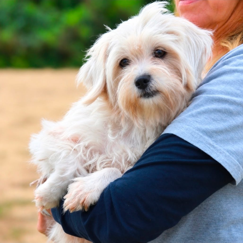 Meet Virginia!
This little girl is scared in the shelter and would much rather be curled up in a cozy home with a soft blanket and a loving lap to snuggle on. Once Virginia warms up to you, she settles in nicely and shows her sweet side.
She’s looking for a patient, loving family who will give her the time she needs to feel safe and comfortable. We know her perfect snuggle buddy is out there! She is 4 yrs old, spayed, and ready to go home.
Meet her at PawSafe Animal Rescue, 348 Old Colony Rd, Eastford CT
Wed 4-6:30/Thurs 10:30-12:30/Sat & Sun 11-1