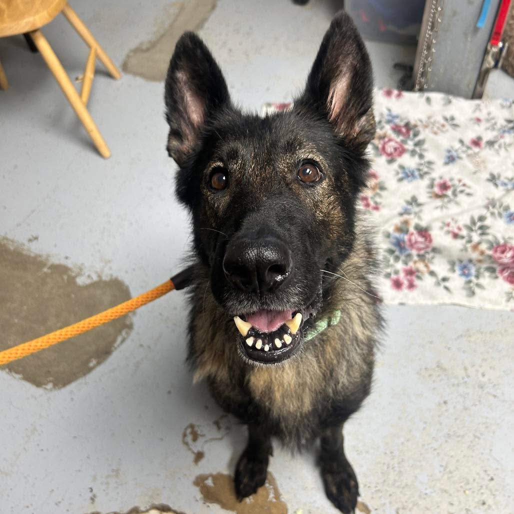 🐾 Meet Valk! 🐾
Valk is a beautiful 5-year-old sable German Shepherd with brains, talent, and plenty of personality.
One of her specialties? Catching toys right out of the air like it’s nothing. 🎾👏 She makes it look effortless.
Valk is smart, engaging, and ready for someone who will give her the love, attention, and home she deserves. She has so much to offer and would love the chance to show off all her talents for a family of her own. ❤️
Come meet Valk and see if she might be your perfect match.
🏡 Apply to adopt at ffoashelter.org/adopt
#MeetValk #GermanShepherd #SmartGirl #AdoptDontShop #ShelterDog #SecondChances #FayetteFriendsOfAnimals #KennelLicense2056