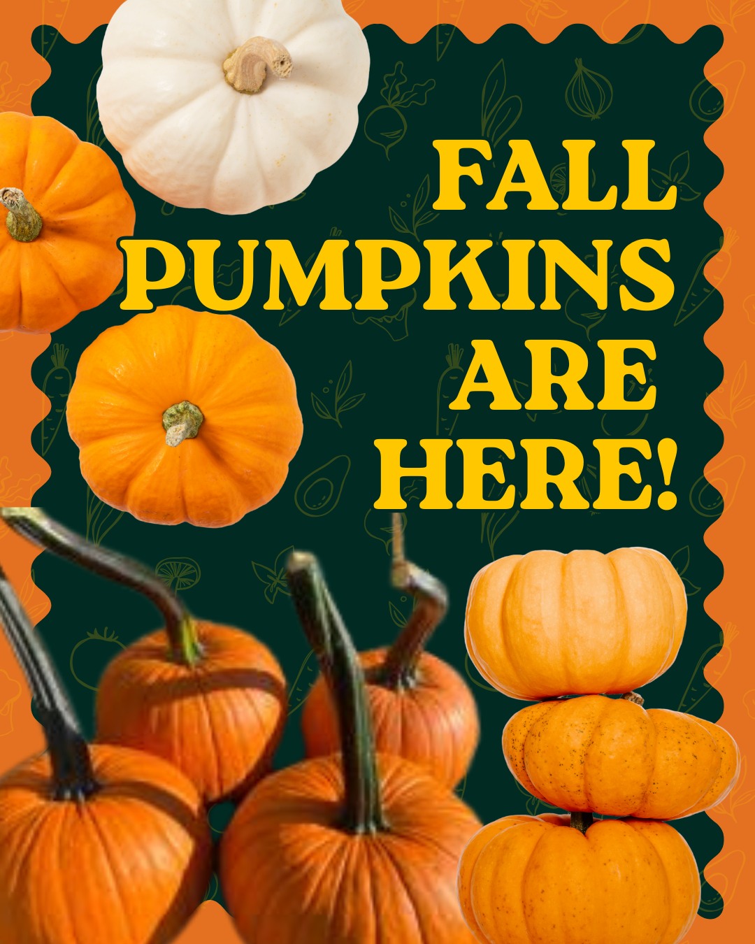 Fall pumpkins are HERE! 🎃🧡
The cozy season has officially arrived, and our pumpkins are ready for you. Grab a few for carving, decorating your porch, or cooking up something delicious.
#MarylandPumpkins #FarmersMarketPumpkins #BaltimoreEats #BuyLocalBaltimore #MarylandMade #ChesapeakeRegion #FarmToTable #LocalFood #SupportLocalFarms