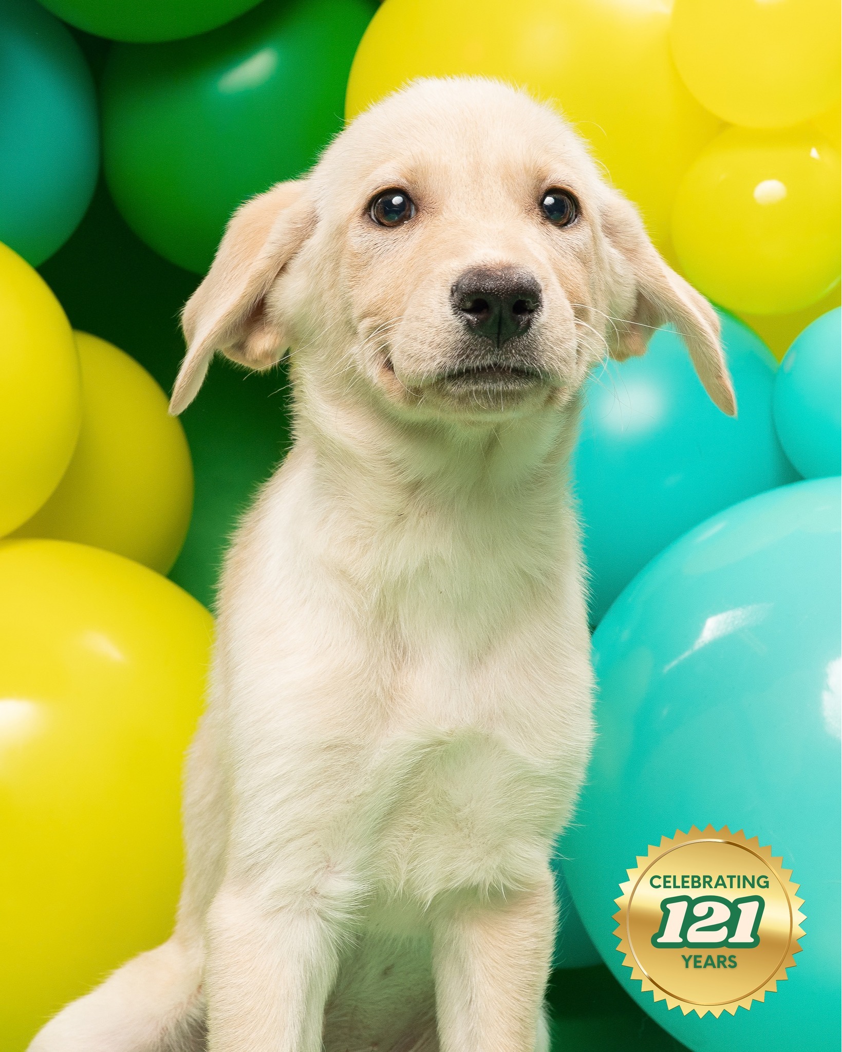 ๐๐๐๐ ๐ข๐ฌ ๐ญ๐ฎ๐ซ๐ง๐ข๐ง๐ ๐๐๐, but Fruity is only 2 months old, so sheโs letting us handle the birthday candles while she handles the chaos.
Meet this weekโs @cbsnewstexas Pet of the Week, Fruity! This ๐-๐ฆ๐จ๐ง๐ญ๐ก-๐จ๐ฅ๐ ๐๐๐๐ซ๐๐๐จ๐ซ ๐๐๐ญ๐ซ๐ข๐๐ฏ๐๐ซ is sweet, playful, curious, and professionally trained in very important puppy skills like chasing toys, exploring everything, and making it nearly impossible to say no to that face.
And since HSNT's celebrating 121 years of saving pets and people, we canโt think of a better birthday present than watching Fruity head home with hers.
๐๐๐๐ญ ๐
๐ซ๐ฎ๐ข๐ญ๐ฒ ๐๐๐๐๐ at HSNTโs offsite adoption event at @petsmart ๐๐จ๐ง๐ญ๐ ๐จ๐ฆ๐๐ซ๐ฒ ๐๐ฅ๐๐ณ๐ from ๐๐ ๐๐ ๐ญ๐จ ๐ ๐๐. If your family could use a little more sweetness and a lot more puppy energy, Fruity is ready to meet you.
Learn more about Fruity and other adoptable pets on our website.
#petoftheweek #cbsnewstexas #petsmartcharities @petsmartcharities