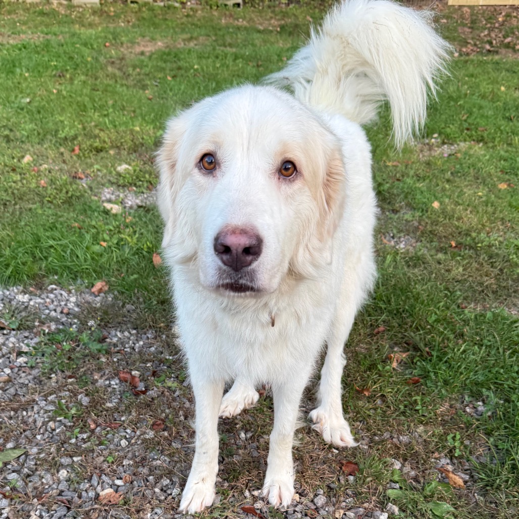 I'm Gwen, a striking 4-year-old cream-colored Great Pyrenees who's ready to bring love and loyalty to your family 🐕 At 75 pounds, I'm a magnificent girl with a gentle spirit—I'm already spayed and get along wonderfully with cats😺, dogs🐶, pigs🐷, chickens🐥, and kids👶, making me a perfect fit for homes of all kinds. I'm affectionate and smart, with a protective nature that means you'll have both a devoted companion and a guardian watching over those you love 💛
Meet me at PawSafe Animal Rescue, 348 Old Colony Rd, Eastford CT
Wed 4-6:30/Thurs 10:30-12:30/Sat & Sun 11-1