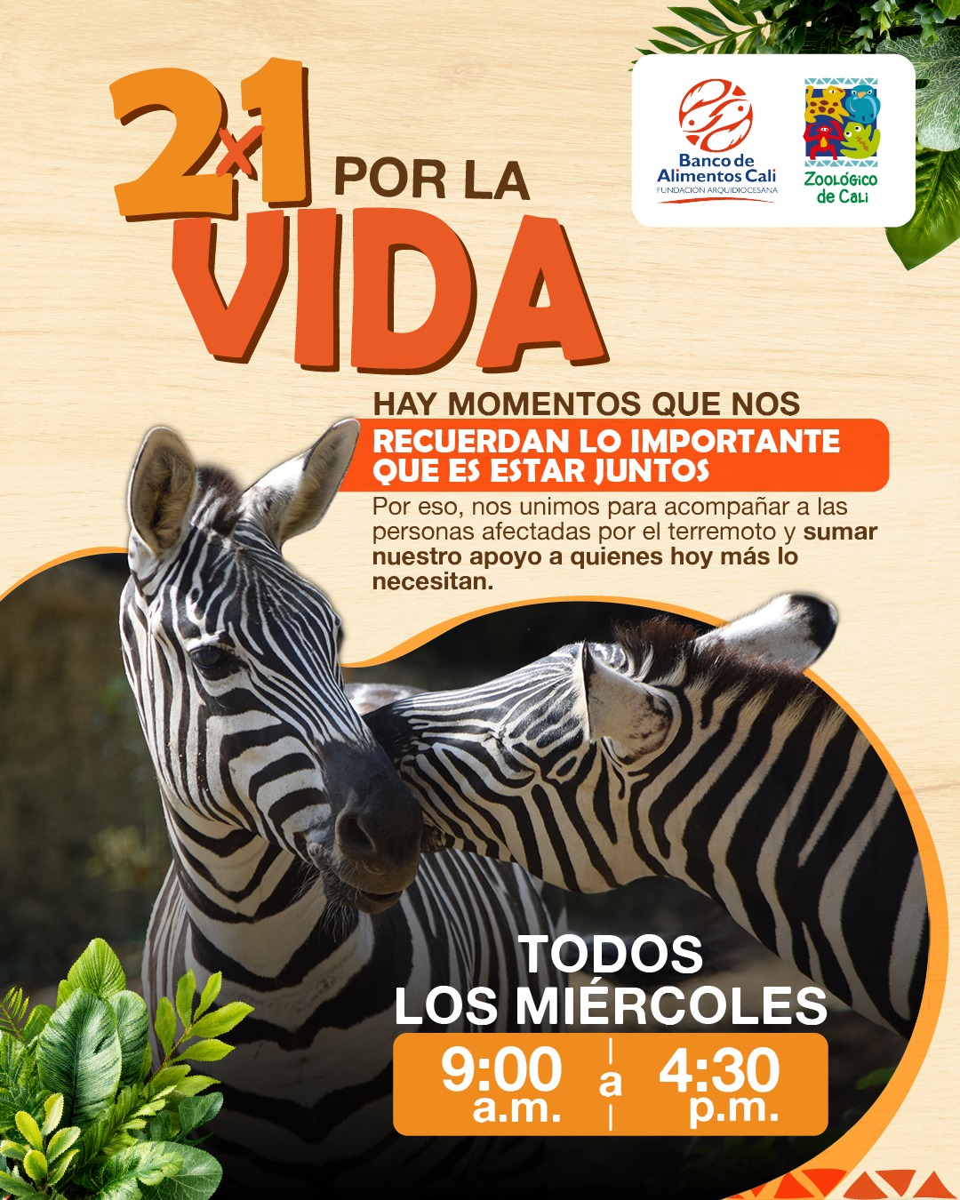 Una visita al Zoo también puede convertirse en una forma de sumar por quienes más lo necesitan. 🦓💚
Nos unimos al Banco de Alimentos Cali para apoyar a las personas afectadas por el terremoto y seguir acompañando a nuestra ciudad en este momento.
Cada miércoles, disfruta de nuestro 2x1 por la vida y haz parte de esta iniciativa. Una visita para compartir, disfrutar en familia y, al mismo tiempo, aportar a quienes hoy lo necesitan. 🤝
Te esperamos en el Zoo. 🐾
#Promo #cali #PlanesEnCali #ZoológicoDeCali