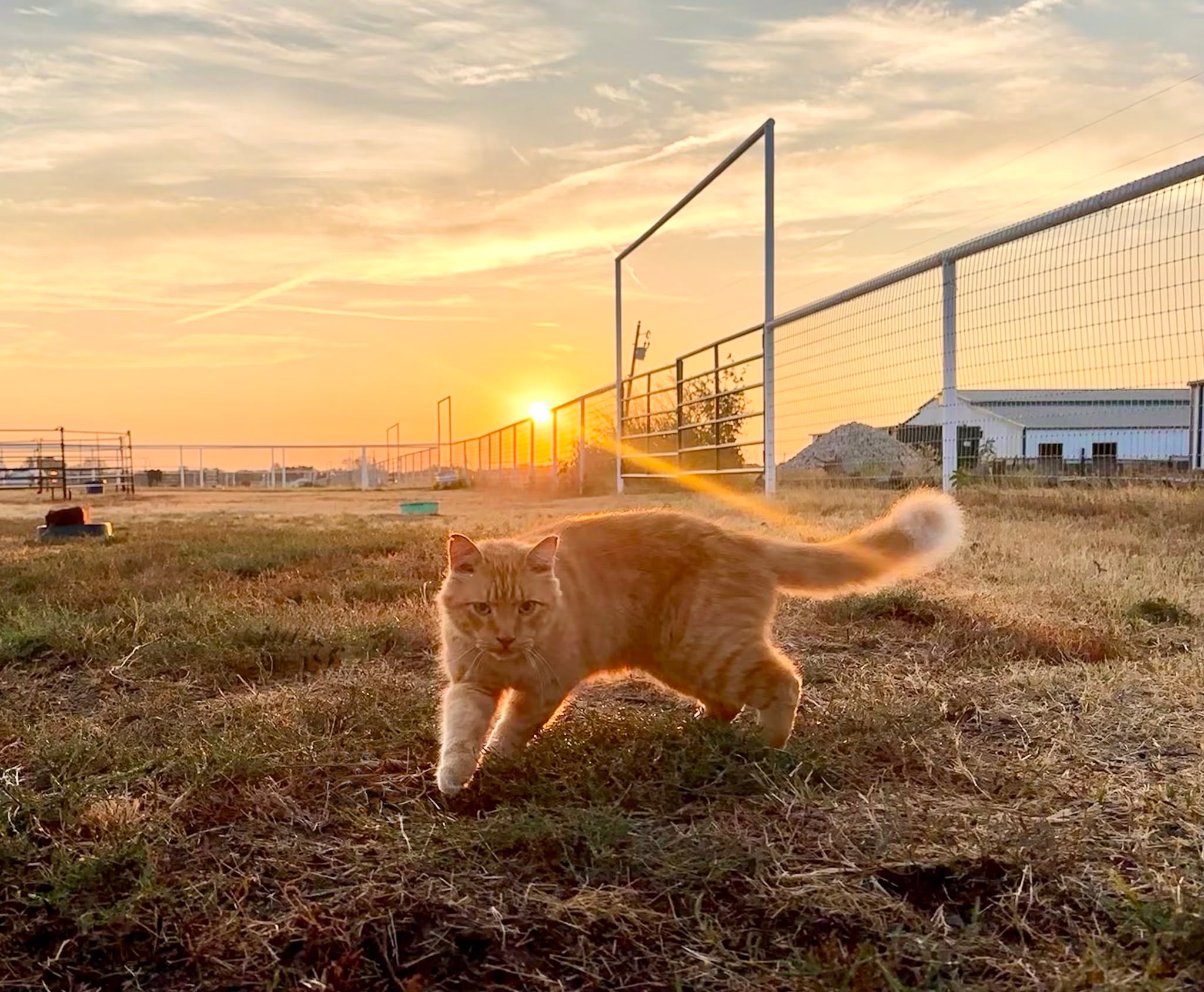Happy first day of fall from our longtime ranch barn cat, Tigger! ๐๐๐
As we move forward into a beautiful new season at the ranch, we would like to give a special Thank You to our ranch staff, volunteer team, vets and farrier for all of the wonderful care you have provided to the animals during the extreme heat the past couple of months! ๐ซถ
We look forward to cooler temperatures ahead and lots of cozy horse hugs โค๏ธ๐ดโค๏ธ
#HSNTEquineRanch #fall #barncat #horses
