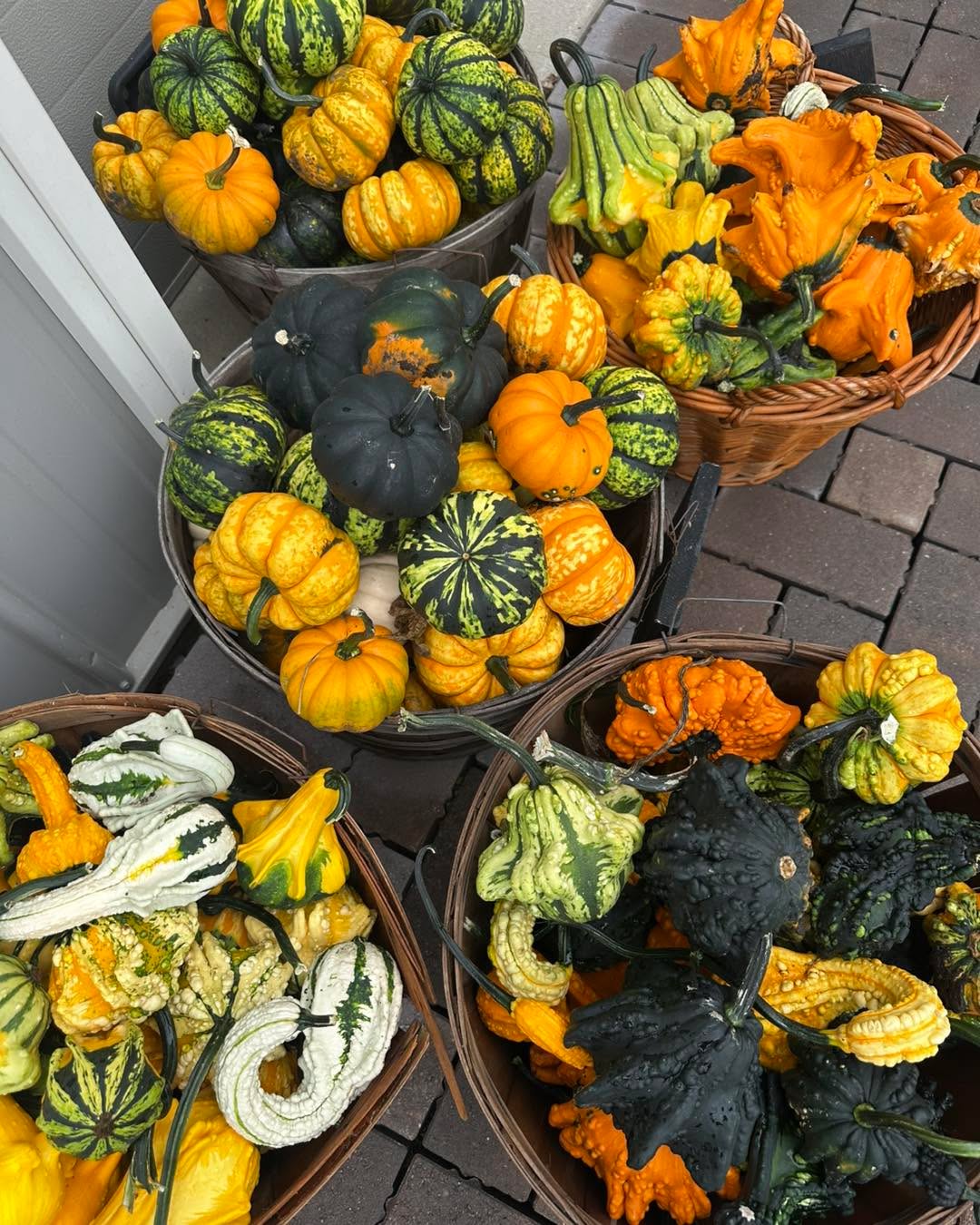 Looking for everything you need for a fall display at your home?
Looking for plants, shrubs, and trees to plant this fall (it’s the best time for it).
Come visit us!
#hangingbasketsofinstagram #gardencenterlife #gardencenter #stcharlesillinois #genevaillinois #bataviaillinois #sugargroveil #oswegoil #stcharlesil #auroraillinois #genevail #oswegoillinois #bataviail #sugargroveillinois #aurorail