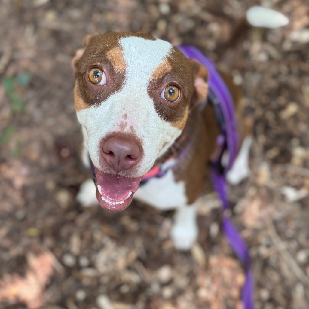 Tomorrow is a big day for the Fluvanna SPCA! 🐾
Shelby is so excited to share that we are going to be out and about ALL DAY Saturday, September 26th, and we’d love to see you! Whether you’re looking to meet some adorable animals, learn more about the Fluvanna SPCA, support our shelter, or find a new way to get involved—you’ll have plenty of opportunities!
📍 10 AM — Blessing of the Animals
Grace & Glory Lutheran Church
683 Thomas Jefferson Parkway (Rt. 53)
Join us for this wonderful community event celebrating the special animals in our lives! We’ll have some of our animals with us, share more about the FSPCA, and collect donations to help the dogs and cats in our care. 🐶🐱
📍 11 AM–1 PM — PetSmart Adoption Event
PetSmart at 5th Street Station in Charlottesville
Come meet some of our adoptable dogs and cats! Learn more about the Fluvanna SPCA, our animals, and how you can help give a shelter pet a second chance at a forever home.🐕❤️
📍 12:30–7:30 PM — Charlottesville Pride Festival
Ting Pavilion | Downtown Charlottesville
Come find the FSPCA at Pride! We’ll have shelter T-shirts available for purchase, accept donations, share information about our animals and ways to get involved, and—most importantly—we’ll be looking for potential foster families and new volunteers! 🏳️🌈🐾
There are SO many ways to be part of the FSPCA community, and we’d love to meet you. Whether you can open your home to a foster pet, volunteer your time, make a donation, adopt, or simply spread the word—you can make a difference!
Three events. One busy Saturday. SO many ways to help animals! Come say hi, meet some of our amazing animals, and help us make this Saturday one to remember! 🐾💙
#fspca #fluvannaSPCA #events #community #adopt