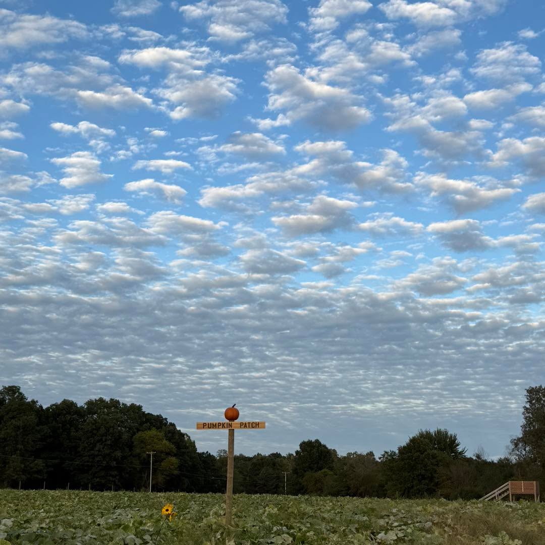 It’s going to be a BEAUTIFUL day on the farm! We are open 9am-10pm!
🎃 Our UPICK patch opens today! We have a huge prepicked selection as well
🪩 Glow night starts at 7pm, last entry 9:20pm
🛝 The play area closes at dusk
🚜 The market, corn maze and farm kitchen will all be open until 10
See you soon!