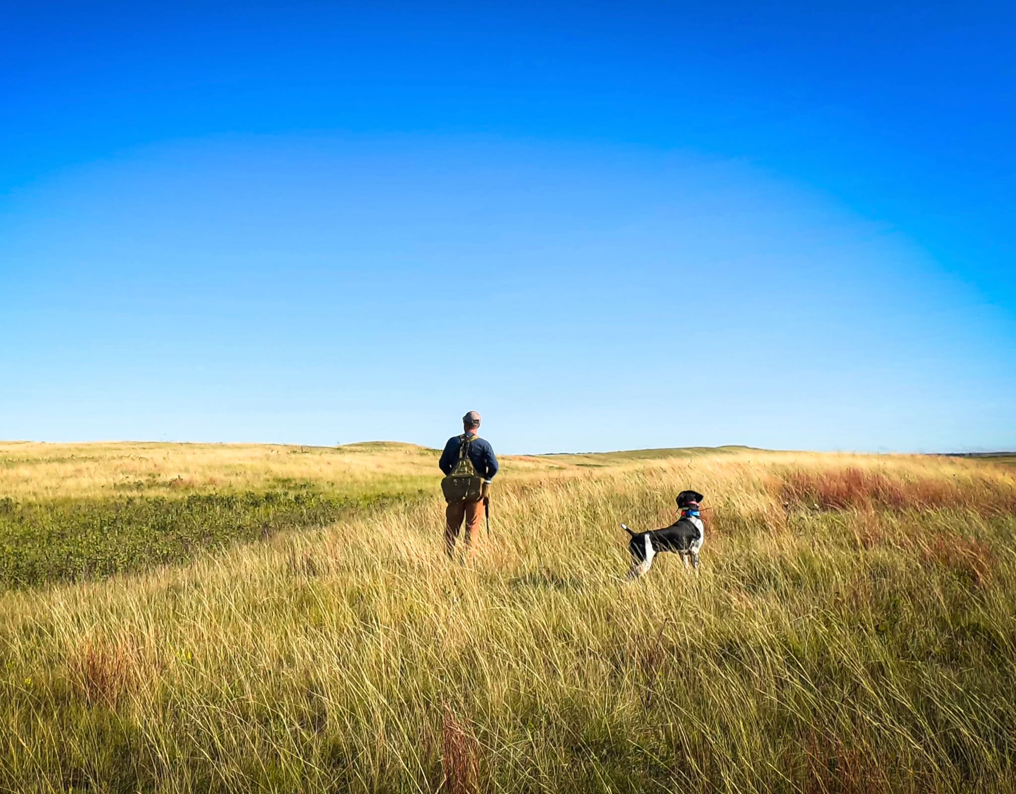 This never gets old! Lir on a group of Sharptail 🪶
•
•
•
#legacykgundogs