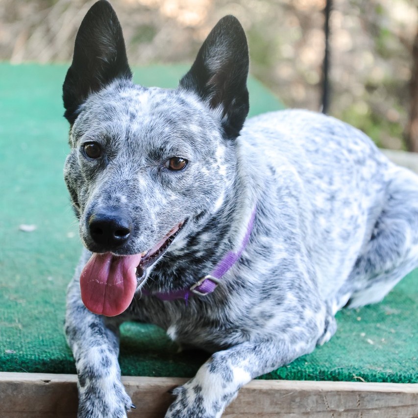 🖤🤍 I FEEL LIKE BLACK & WHITE COUNTS TODAY TOO, RIGHT?! 😂🐾
Well… regardless, Scout and Slade are VERY glad there’s finally a break in the rain! 🌧️➡️☀️
💜 Scout — purple collar
💙 Slade — blue collar
Now the real question is…
WHERE ARE OUR HEELER LOVERS?! 👀
These two are ready to trade rainy rescue days for adventures, a yard to explore, and a family of their own. ❤️
And if you know a Heeler person, TAG THEM. You know they always seem to find each other. 😂
🐾 Come meet Scout and Slade!
Apply to adopt at SCDRM www.scdrm.com/adopt#thursdays #thursdayvibes
Let’s get these black-and-white cuties SEEN! 🖤🤍🐾
#fypage #LikeFollowShare #texas #fosteringsaveslives #rescuedismyfavoritebreed #adoptdontshop #doglover #dogs #heeler #heelerlife #heelernation #blueheeler