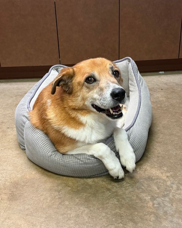 Don’t let the rainy weather keep you down- we’ve got 3 wonderful pups at PetSmart Euless waiting to warm your heart! Come visit Biscuit (11yr) Diggy (1 yr) and Wilson (1yr) until 2pm and see if one of these babies is your new best friend ❤️🐾
📍2800 SH 121, Euless Tx
⏰11am-2pm