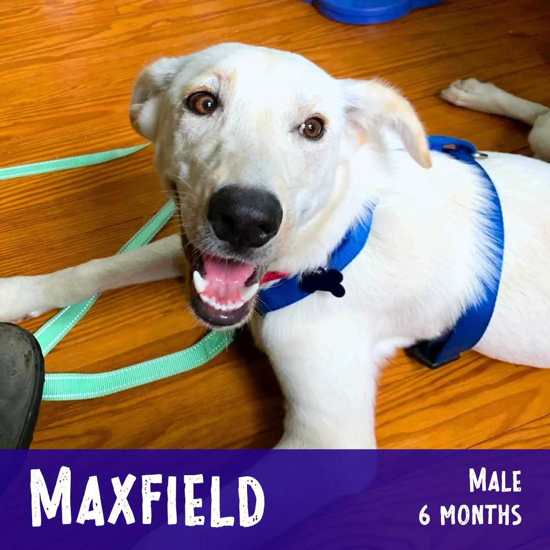 Adoptable Maxfield is a happy, 6 month-old pup that can’t wait to explore and enjoy life with you! He’s potty & crate trained and has been working on his basics while in foster care, but like most pups his age, this is a big learning time so continued positive reinforcement training will be great for you both to bond over. He loves his toys and is good with dogs after slow intros (since he’s just a little guy!). He’s also good with kiddos, but we’d suggest older/bigger ones while he’s learning. He loves time with his favorite people and will be so excited to get a family of his very own!
Learn more about him and apply through the link in our bio...
.
#adoptablepuppy #rescuepuppy #rescuedismyfavoritebreed