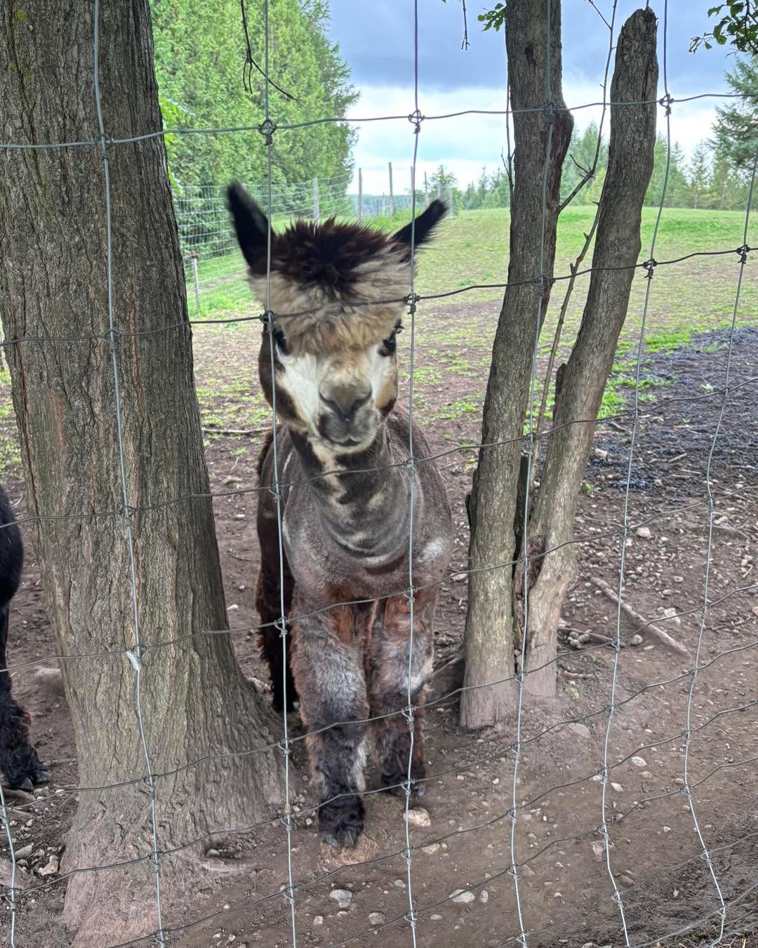 Today we said goodbye to Sly Stone, Quest, Quetzalli, Cassidy and Tormenta our summer alpaca friends. Thank you DL Farms Alpaca. We can’t wait to see who visits us next season. #alpaca #dlfarmsalpaca #lucknow #teeswater #lavenderfarm #farmanimals #brucecounty