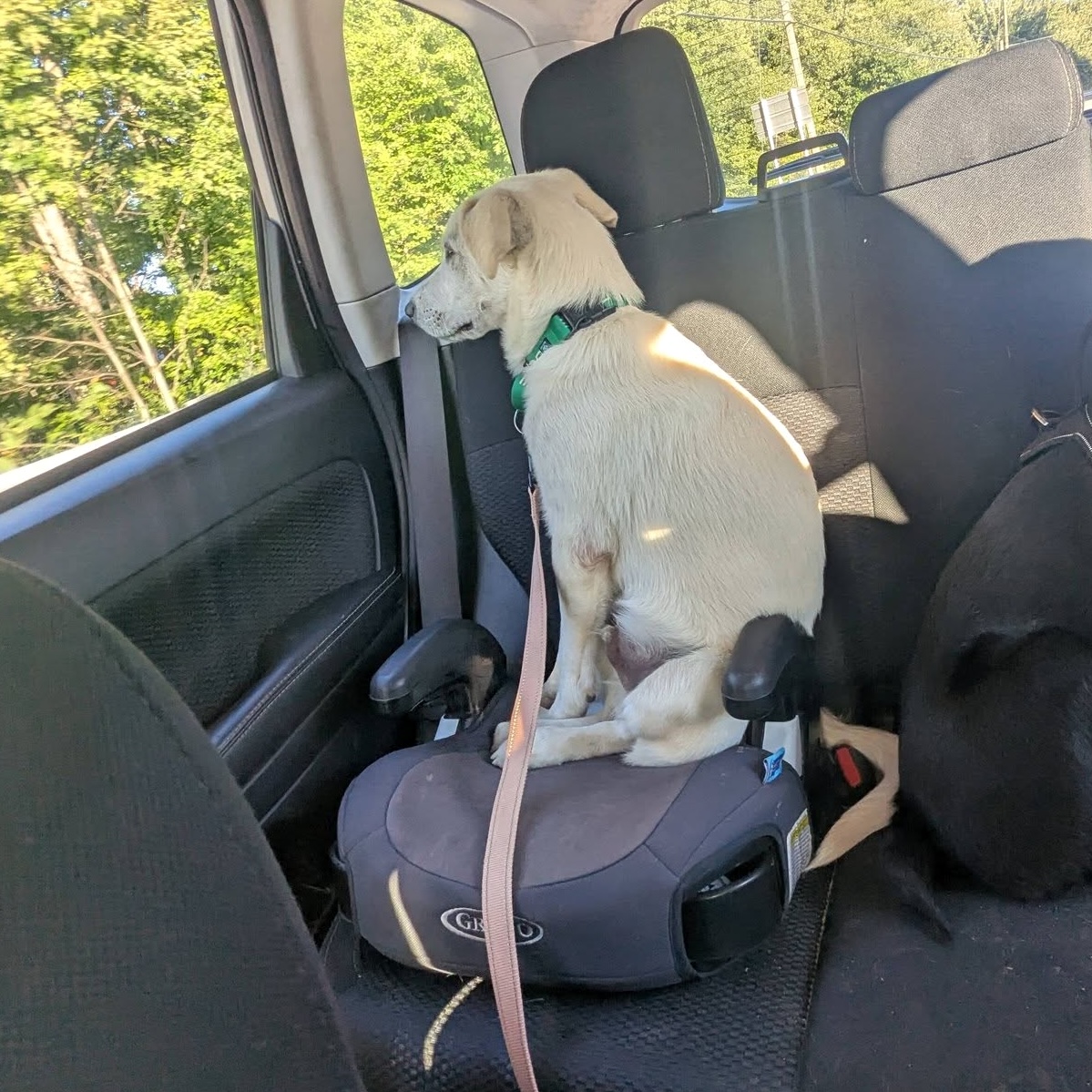 BEEP BEEP! Adoptable Tinker is all packed and ready to go - you driving?? 🚙
Tinker is a happy, 6 month-old boy that gets along with everyone and can’t wait to be a part of a loving New England family. Tinker is shy at first after so many big changes in his short life, but after a few days to get used to things, he's ready to play and explore. He enjoys other playful dogs and is good with kids, though we'd recommend older/bigger kids since he's still working on his confidence and puppy manners. He'd probably love a home with a dog sibling for playtime and to learn and gain confidence from. He enjoys all toys and loves going for sniffari walks with his people. He’s ready to have a blast bringing joy and adventure to some lucky family!
Learn more about him and apply through the link in our bio...
.
#adoptablepuppy #rescuepuppy #rescuedismyfavoritebreed