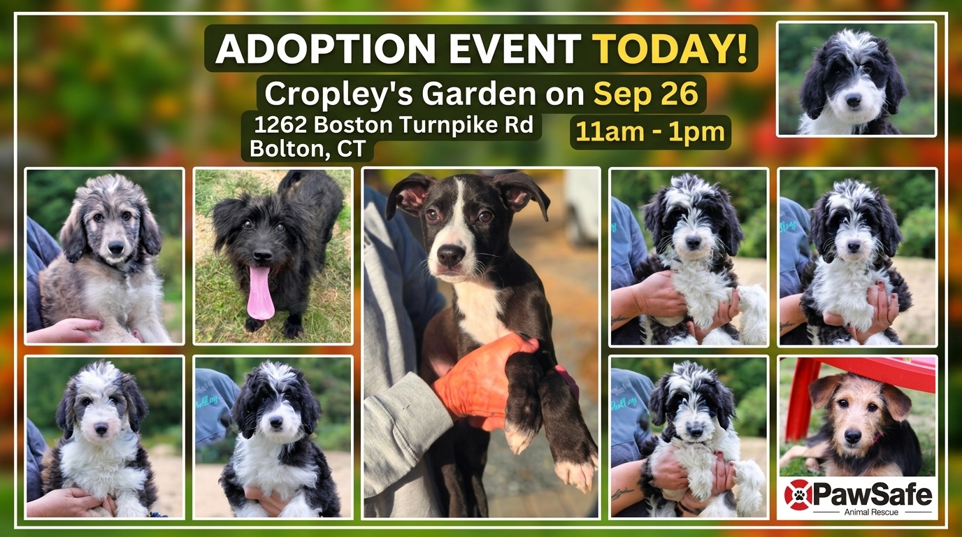 Who cares about a little wind and rain! Visit us at Cropley's today or swing by the shelter in Eastford (348 Old Colony Rd 11-1) and meet some amazing pups!