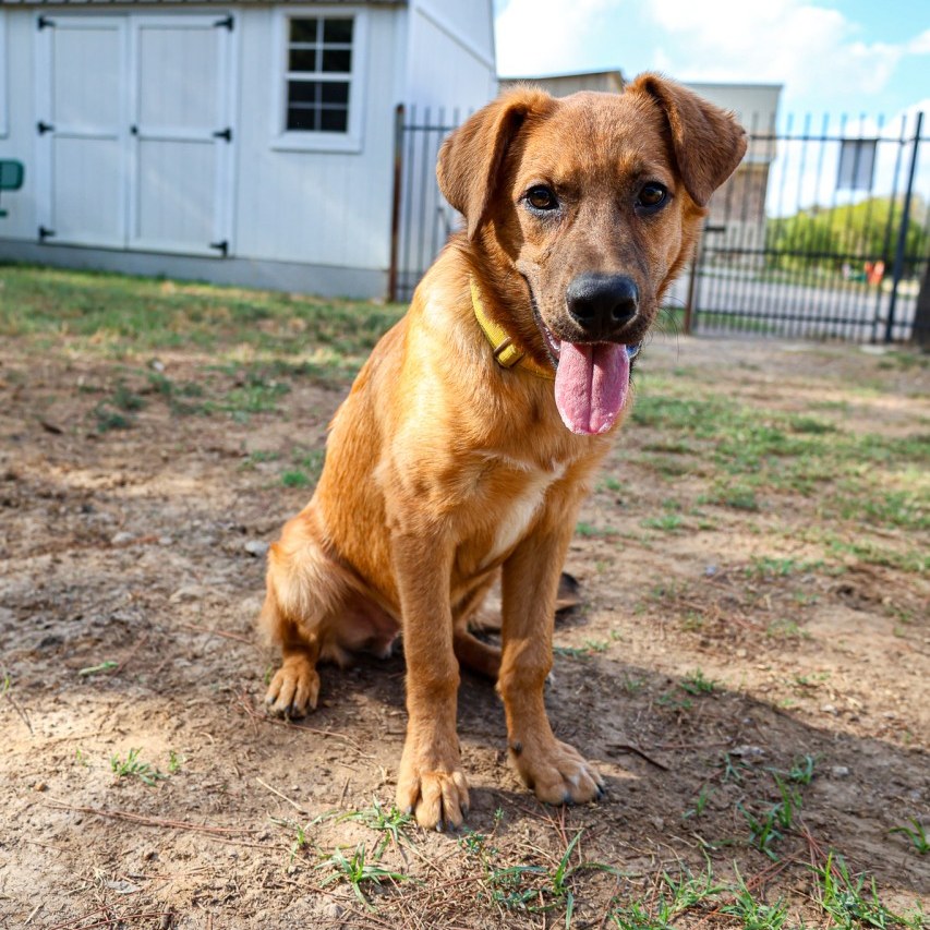 ✅ QUICK LEARNER? Check.
✅ POTTY TRAINED? Check.
✅ “KENNEL” TRAINED? Check.
✅ NEUTERED? Check.
✅ VACCINATED? Check.
✅ FRIENDLY? BIG check.
✅ HANDSOME? We mean… obviously. 😂
FIG IS READY. 🐾❤️
He’s done the learning. He’s done the growing. He’s got the basics down. Now there’s really only one box left to check…
⬜ FOREVER HOME
So seriously… WHAT ARE YOU WAITING FOR?!
Fig is smart, eager to please, treat-motivated, and ready for someone to finally say, “Yep. That’s my boy.”
Maybe you don’t need another dog. Fine. 😏
But we bet someone on your friends list does.
📲 SHARE FIG. TAG A FRIEND. HELP US CHECK THAT LAST BOX. ❤️🐾
#LikeFollowShare #LikeAndShare #dfw #fyp #fypage #love #adoptdontshop #rescuedismyfavoritebreed #texas #wednesdayvibes #doglovers #puppylove